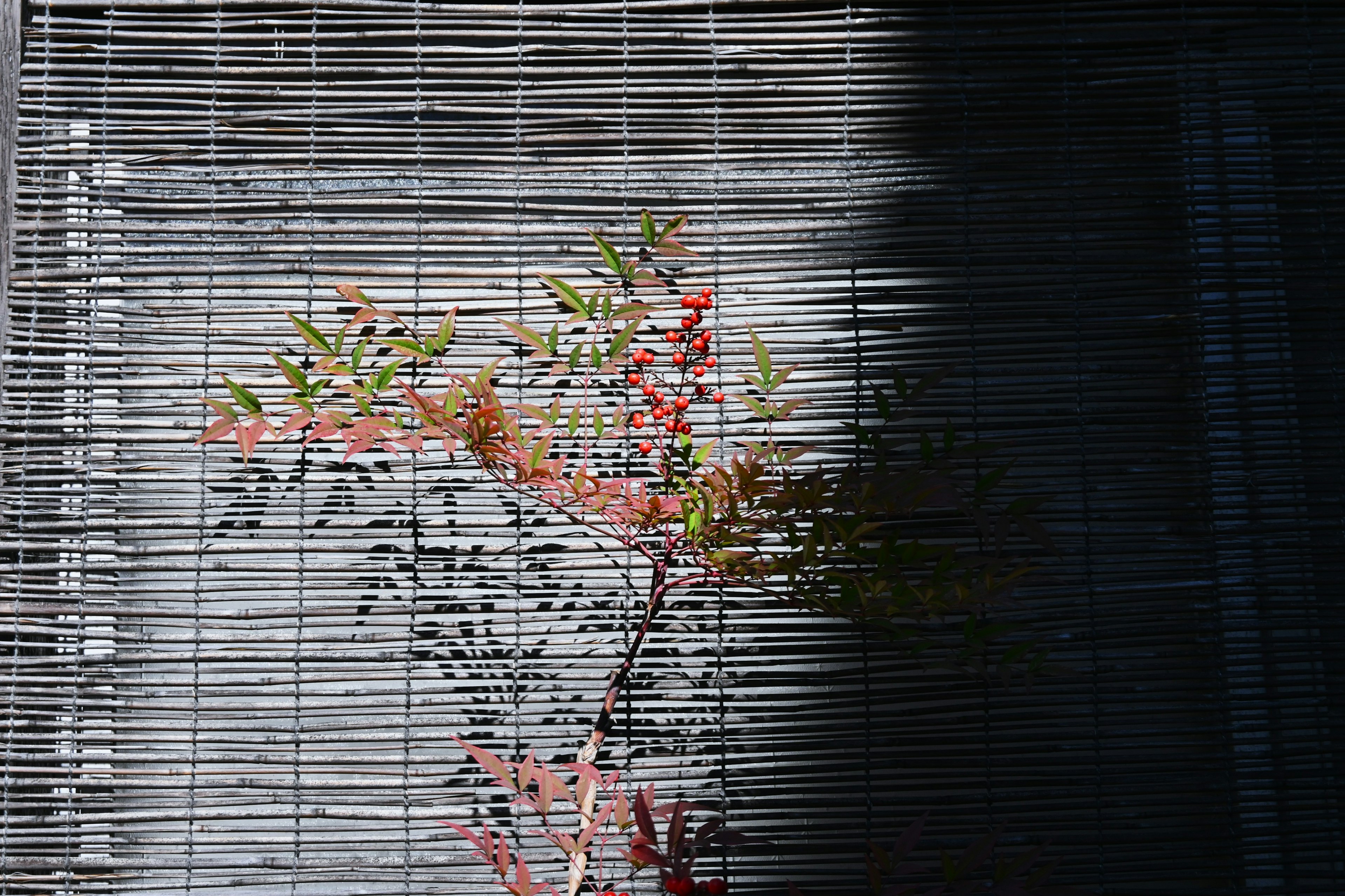 Small plant leaves and shadow behind bamboo curtain