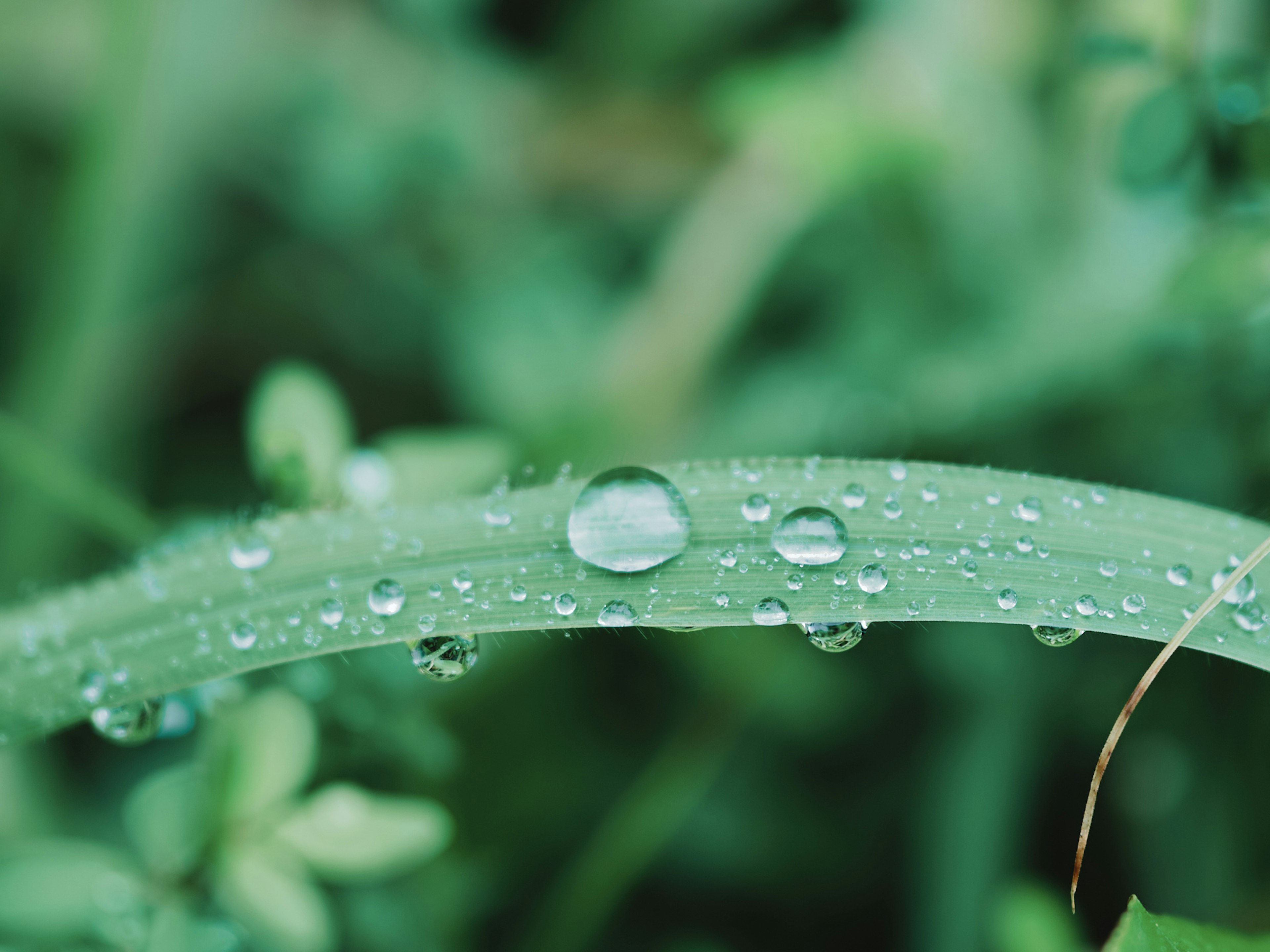 Nahaufnahme von Wassertropfen auf einem grünen Blatt