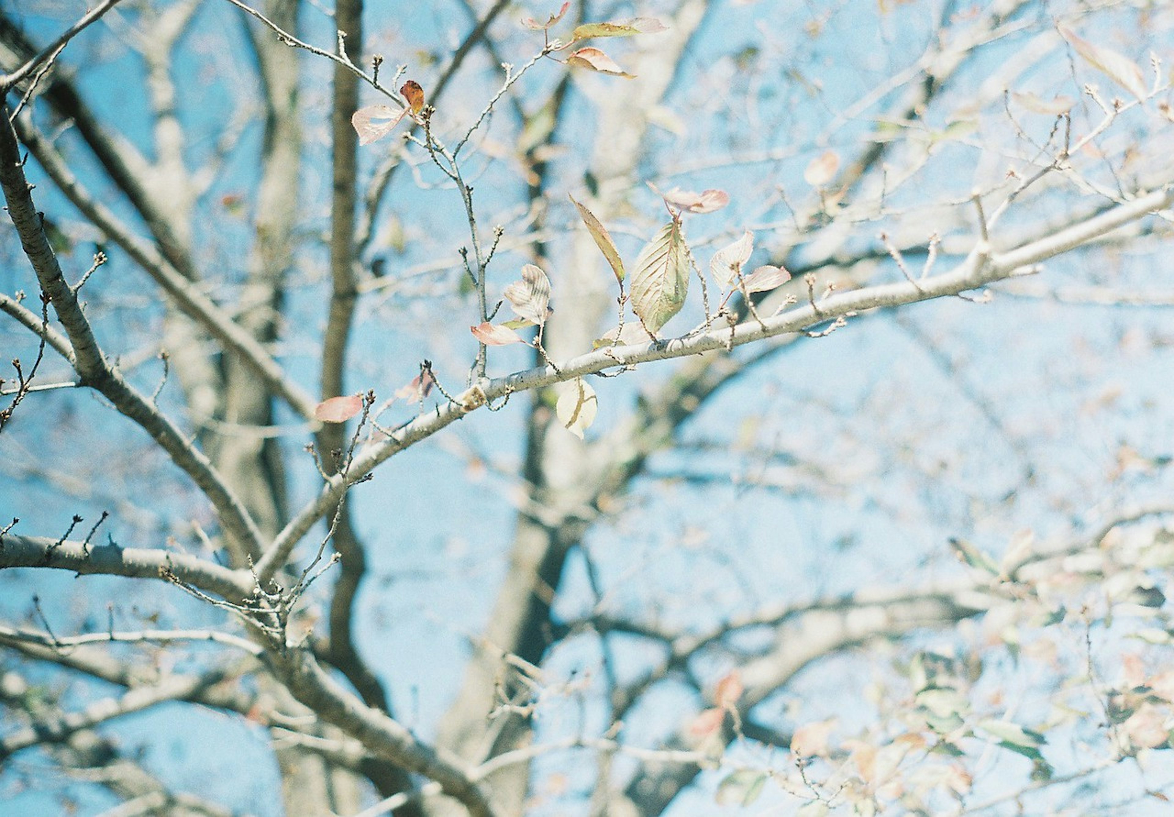 Un árbol con pocas hojas contra un cielo azul