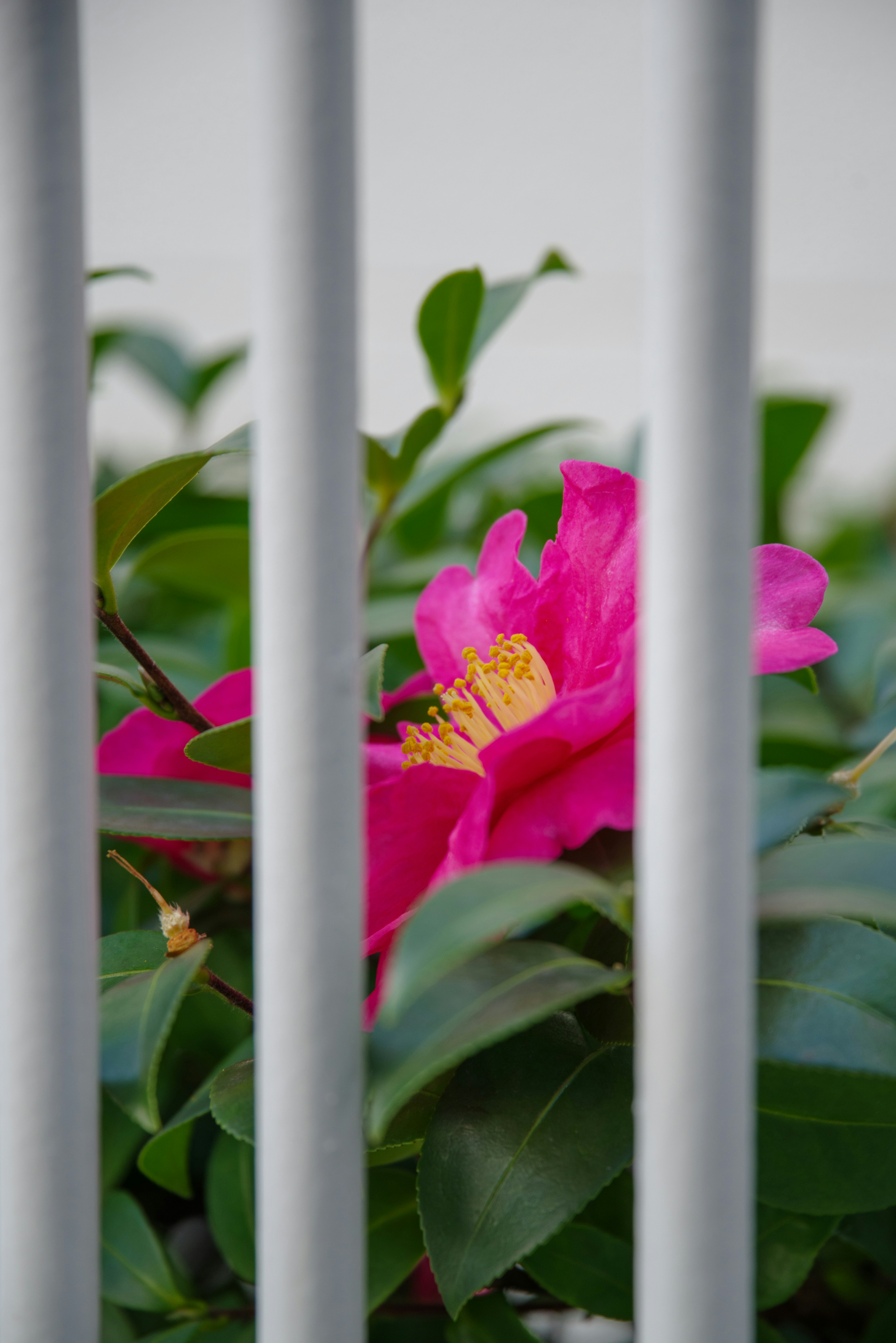 Fleur rose vif vue à travers des feuilles vertes et des barres métalliques