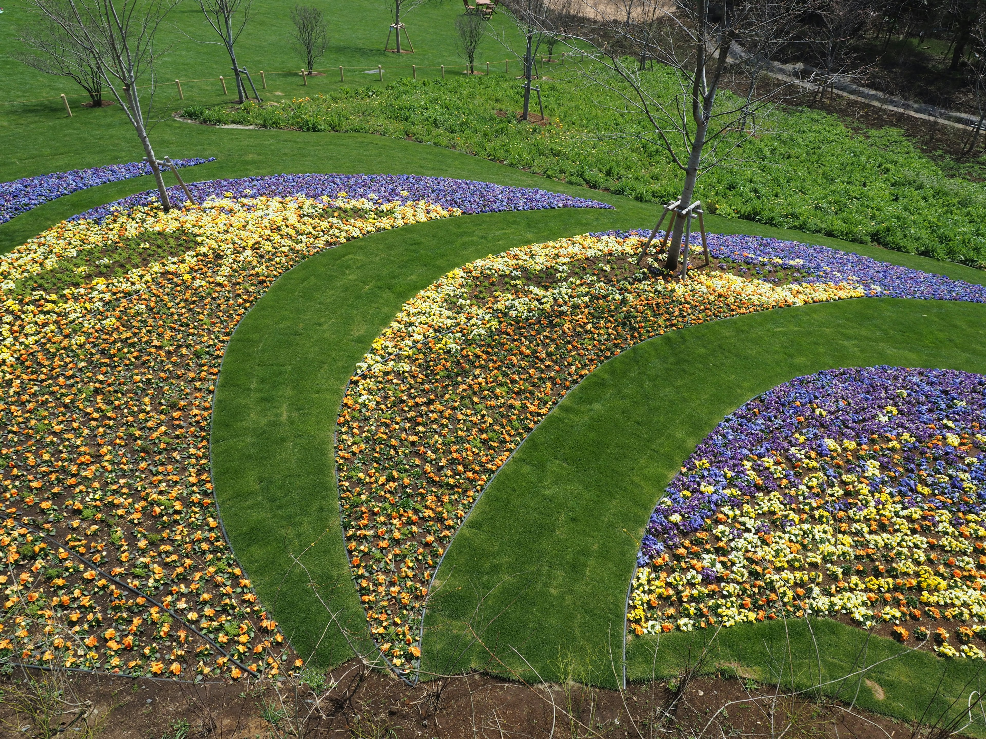 Un campo de flores vibrantes con flores amarillas y moradas dispuestas en patrones de olas sobre un césped verde exuberante