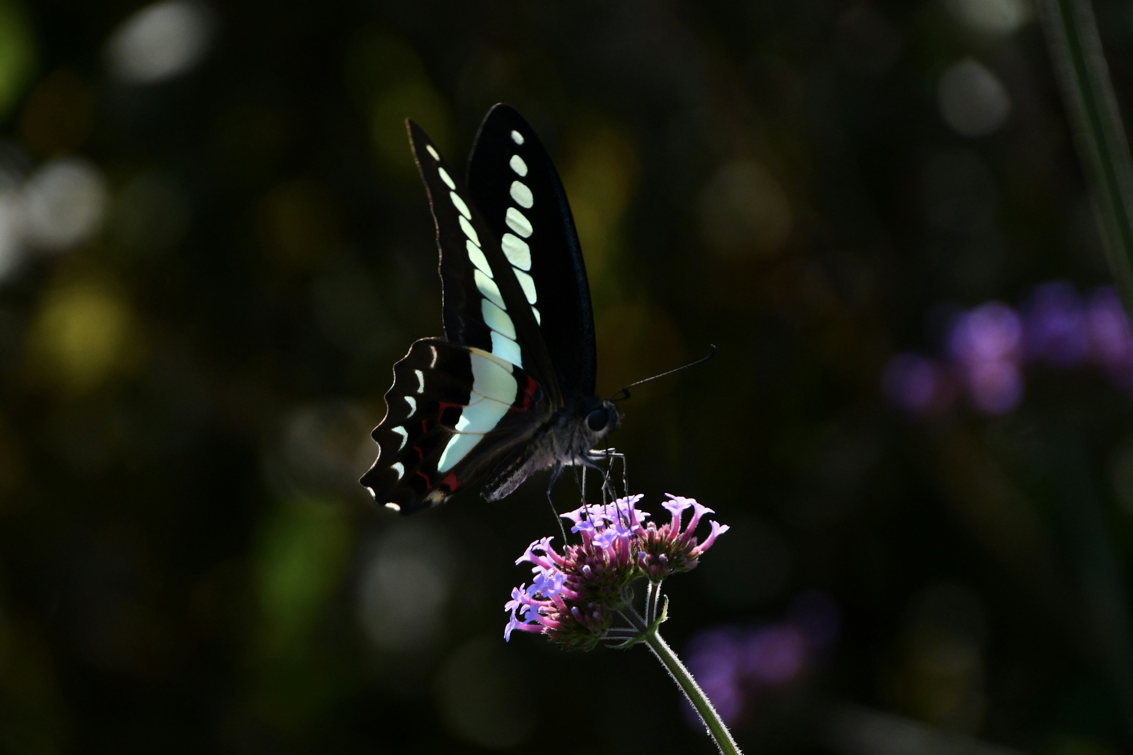 Black butterfly with blue patterns perched on a purple flower