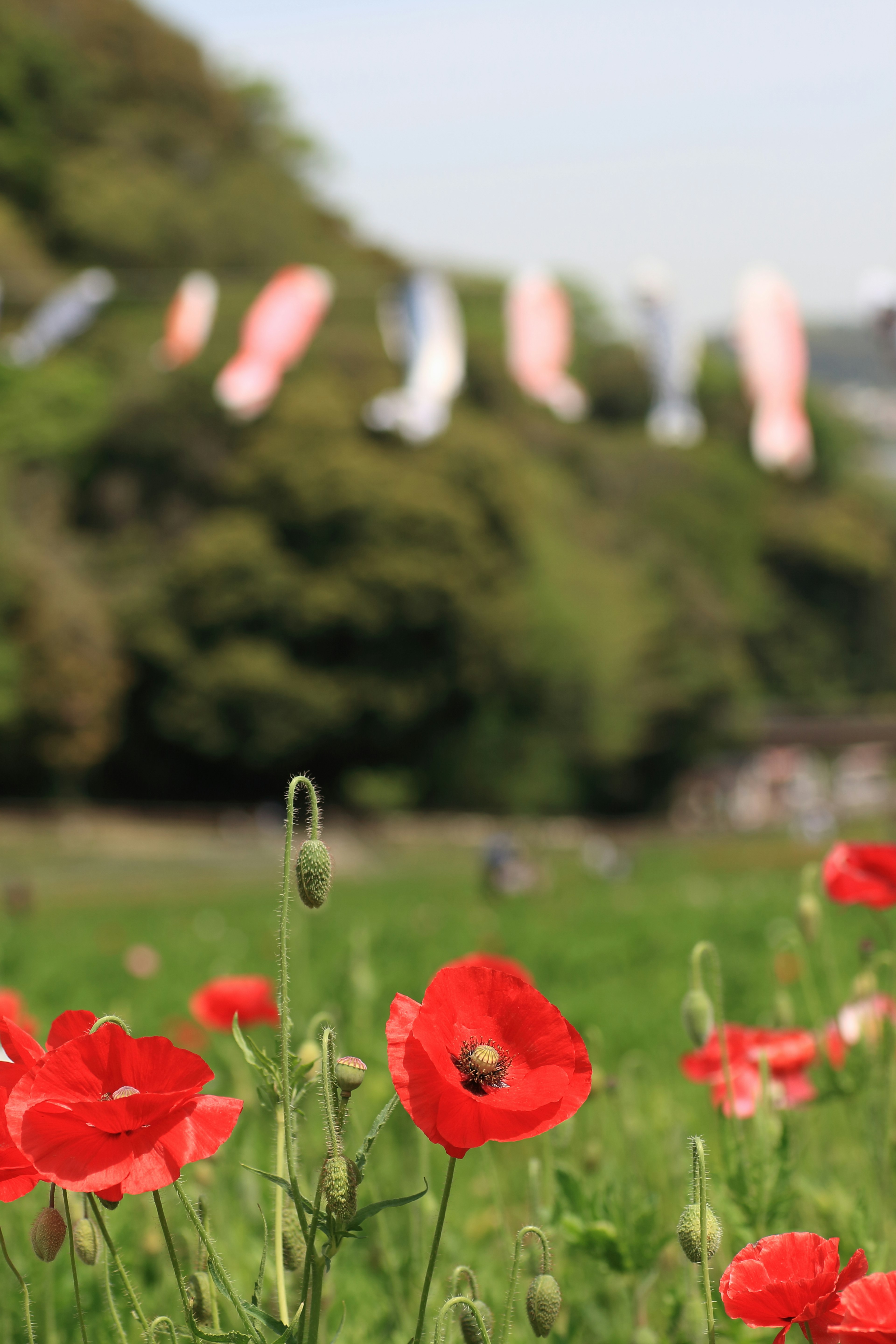 Fiori di papavero rossi che sbocciano in un campo verde con streamer di carpa colorati sullo sfondo