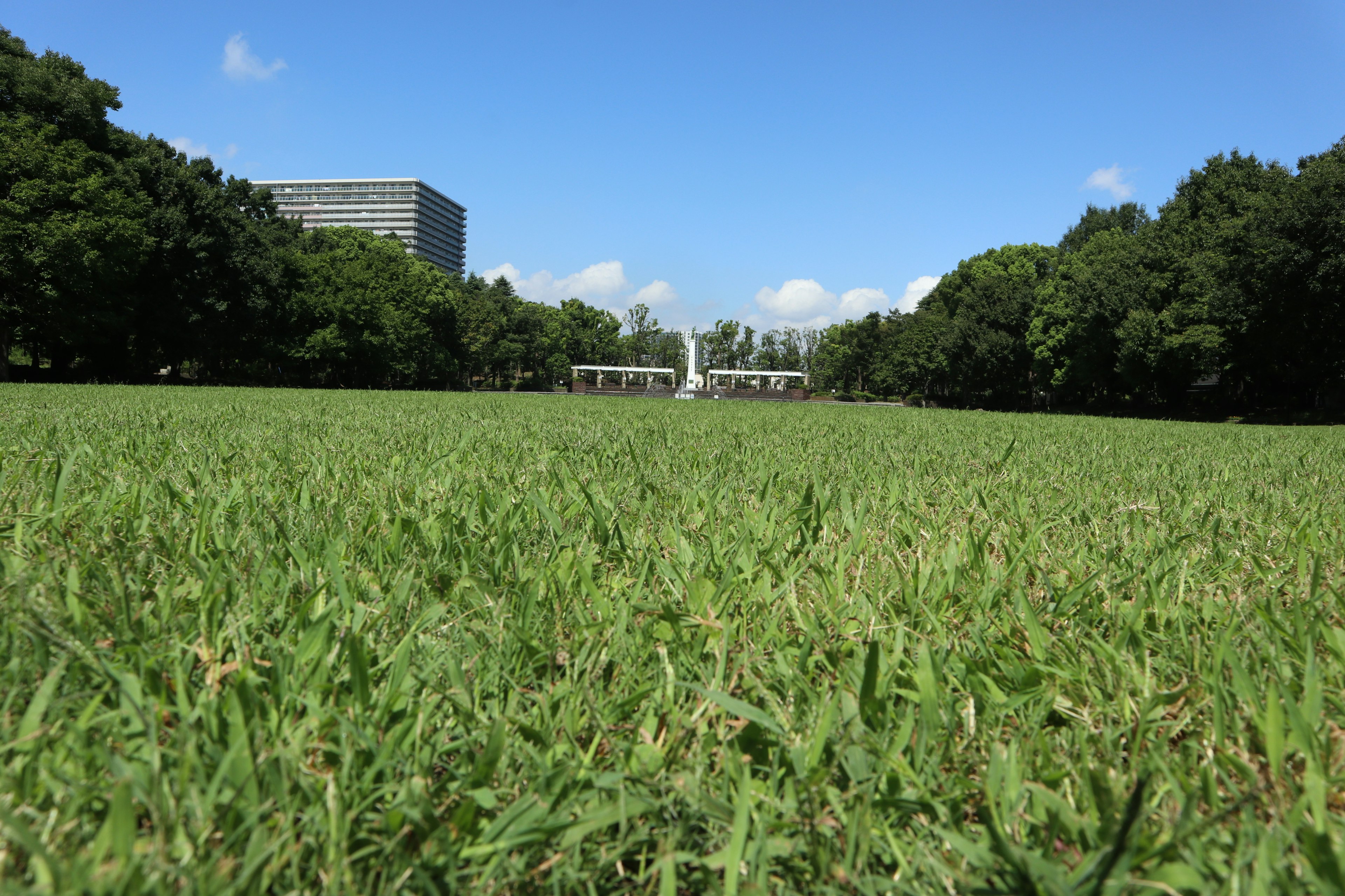 Una scena di parco con erba verde lussureggiante e cielo blu