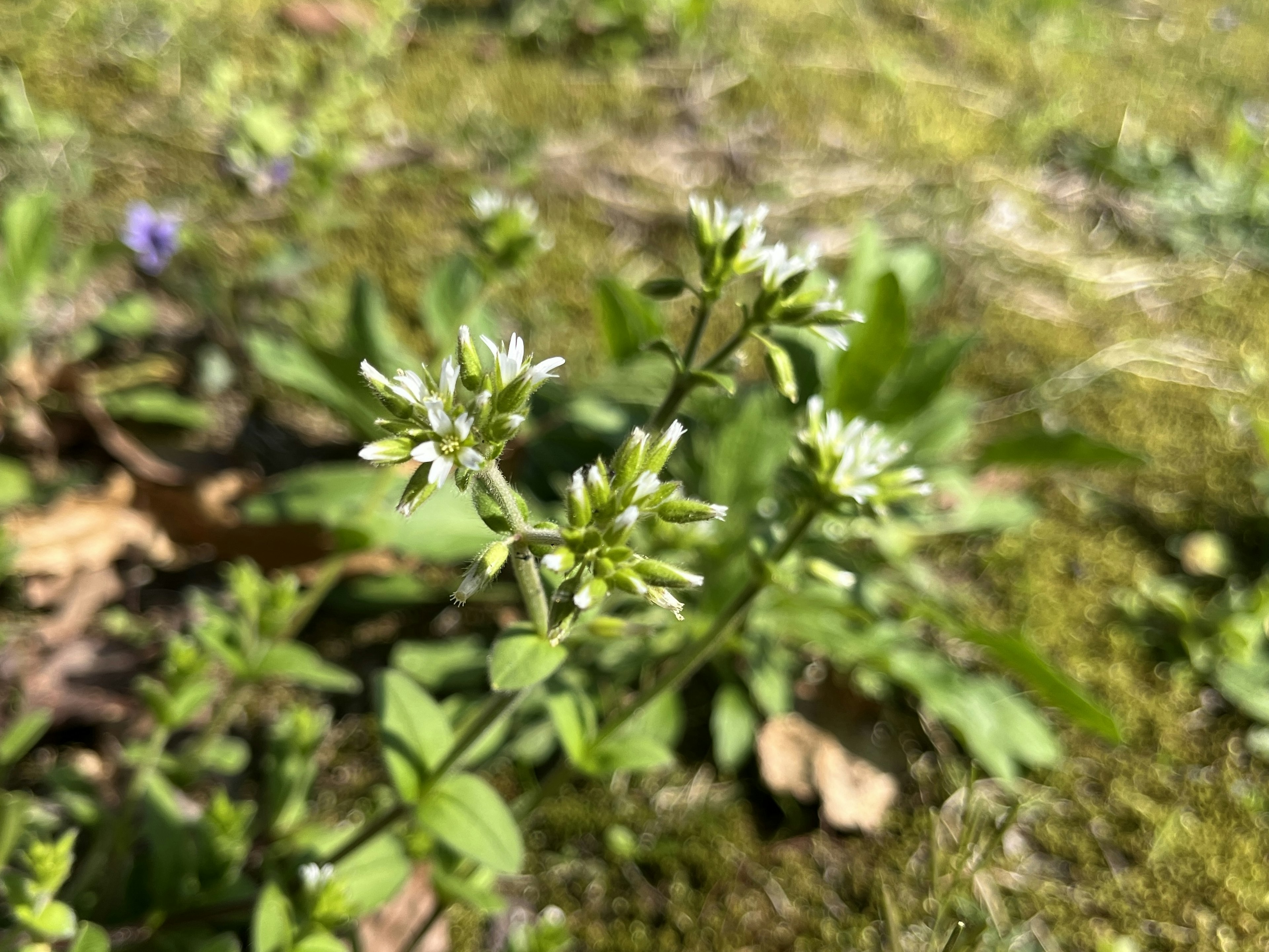 pflanze mit kleinen weißen blüten umgeben von grünem gras