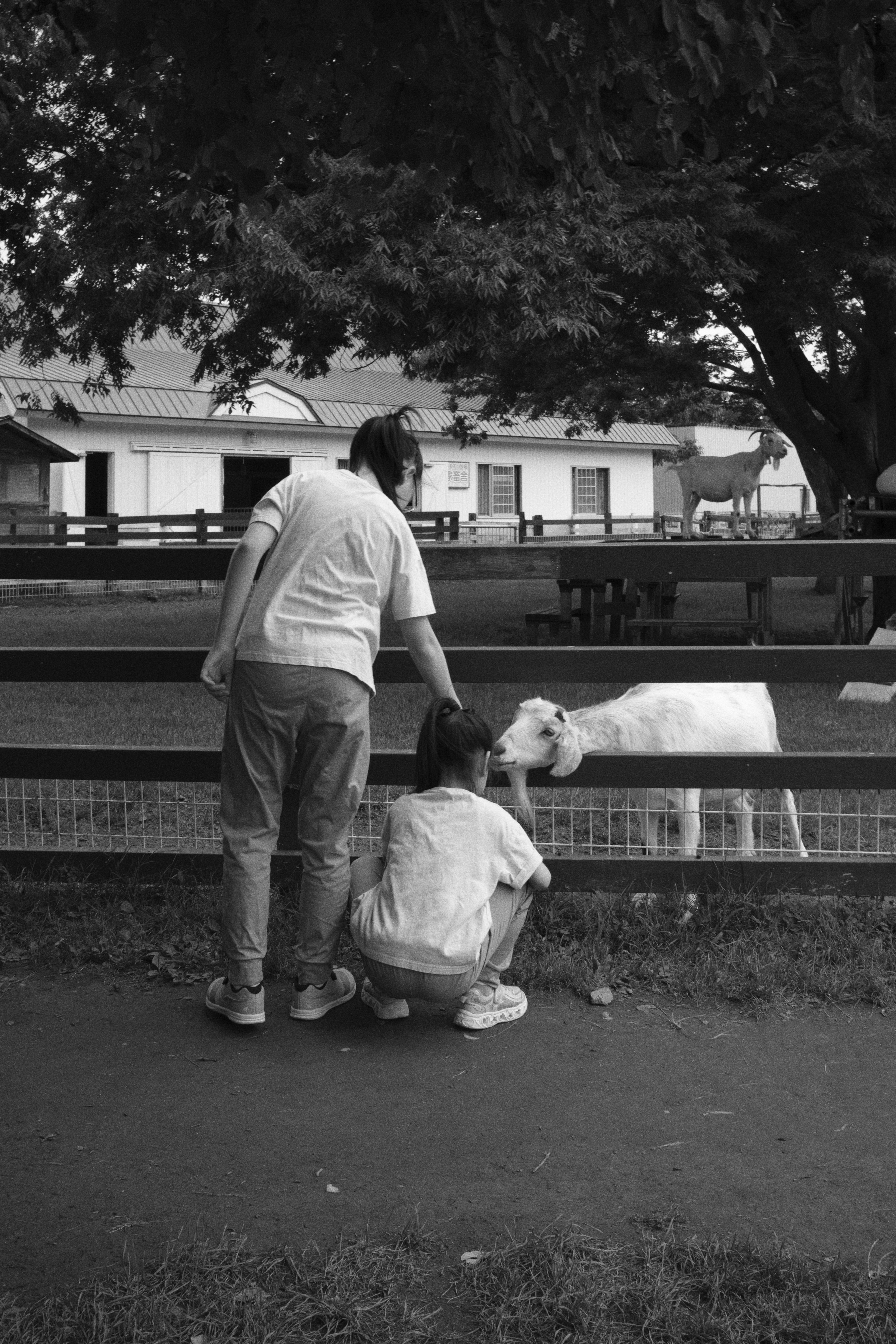 Foto in bianco e nero che mostra due persone che interagiscono con un animale