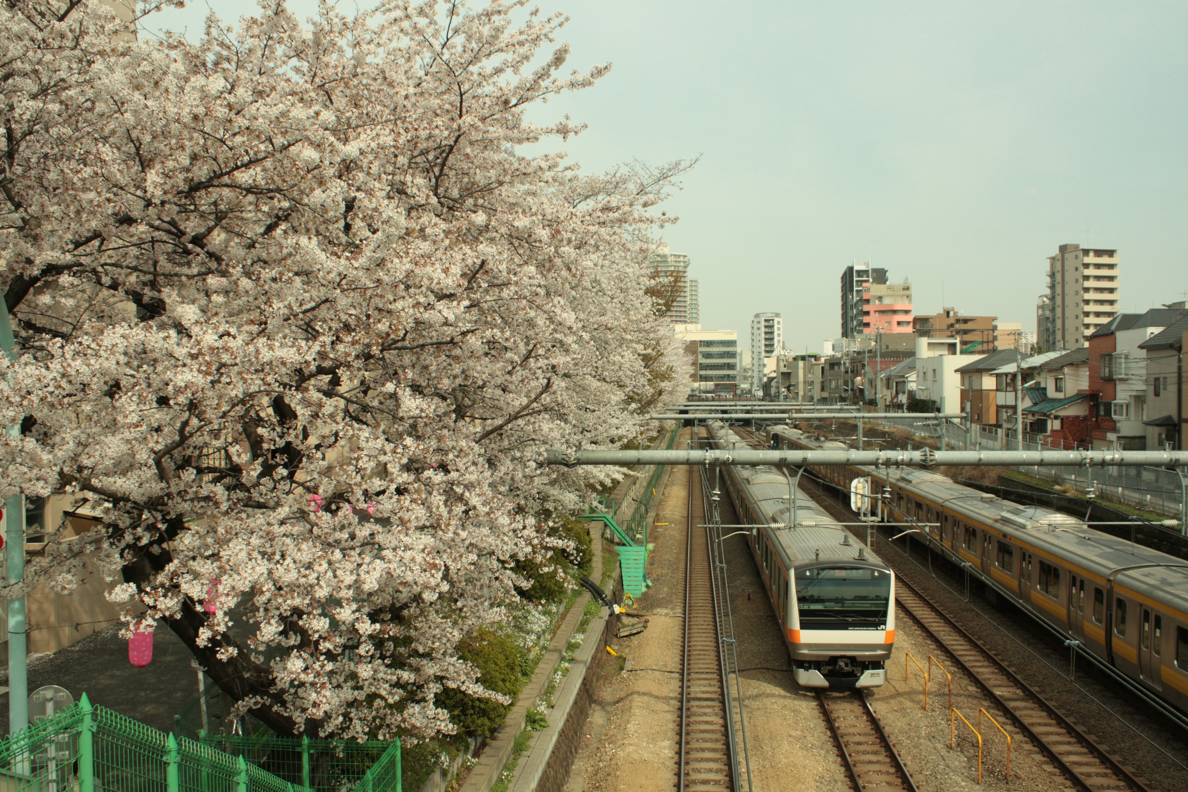 Pemandangan indah pohon sakura di samping rel kereta