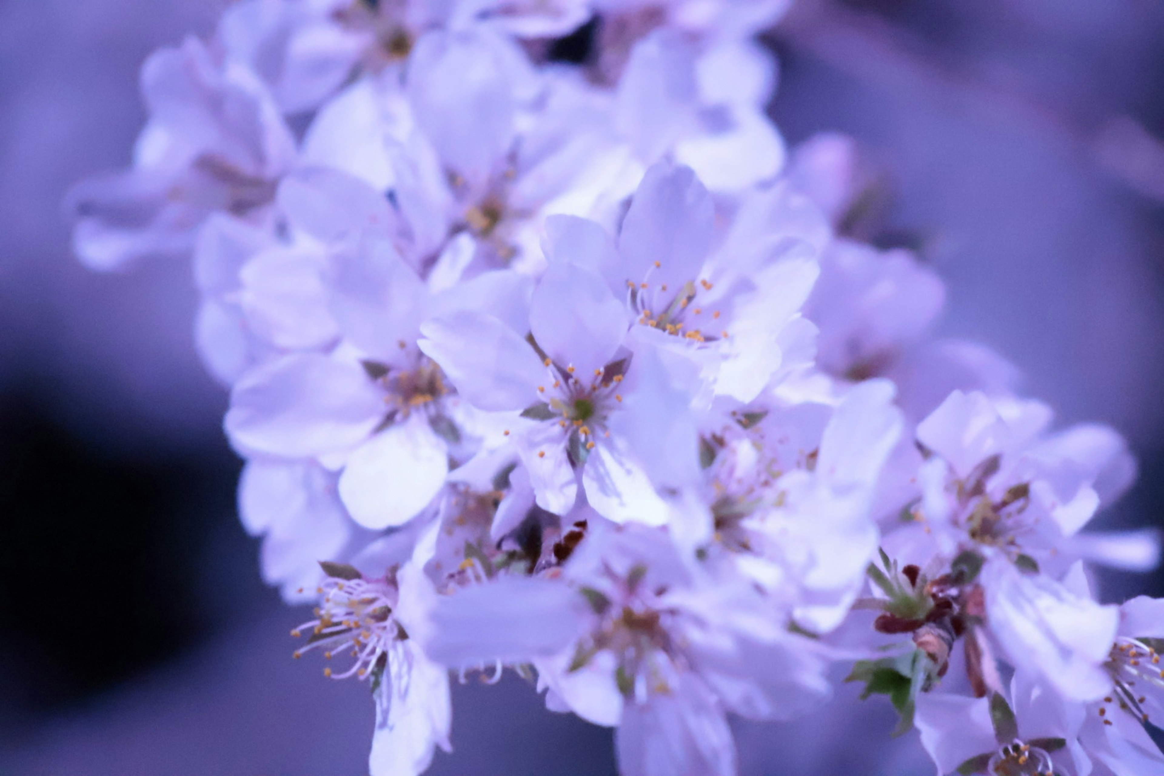 Acercamiento de flores moradas pálidas en una rama