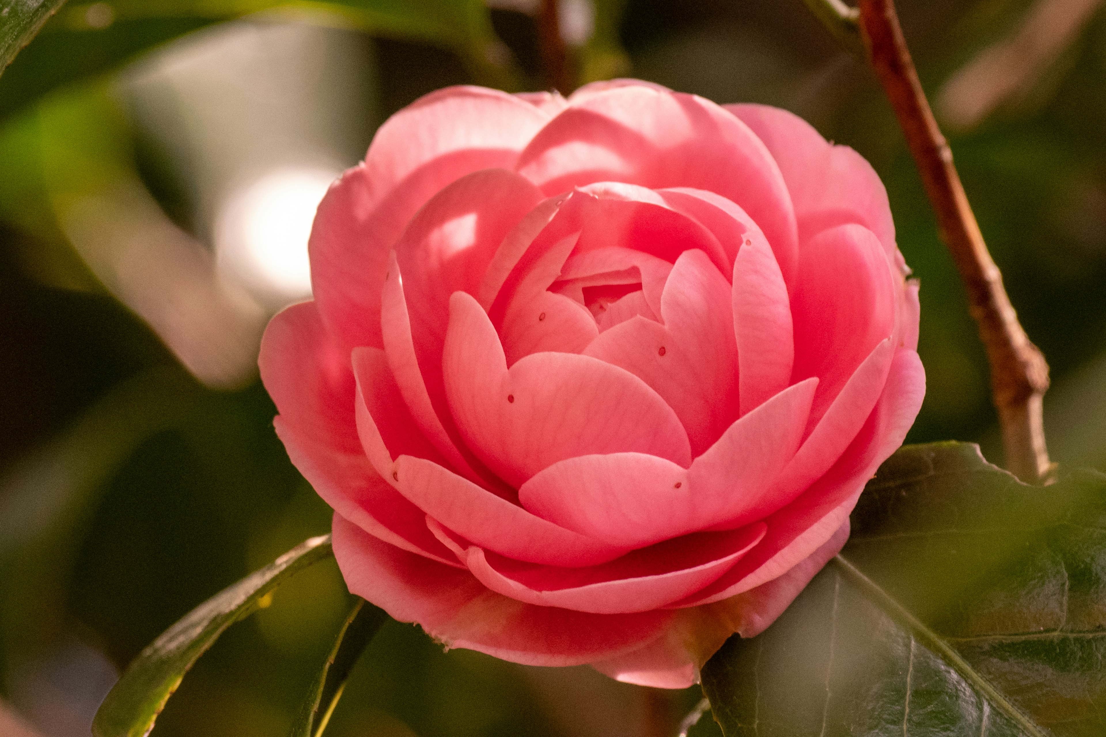 Pink camellia flower blooming among green leaves