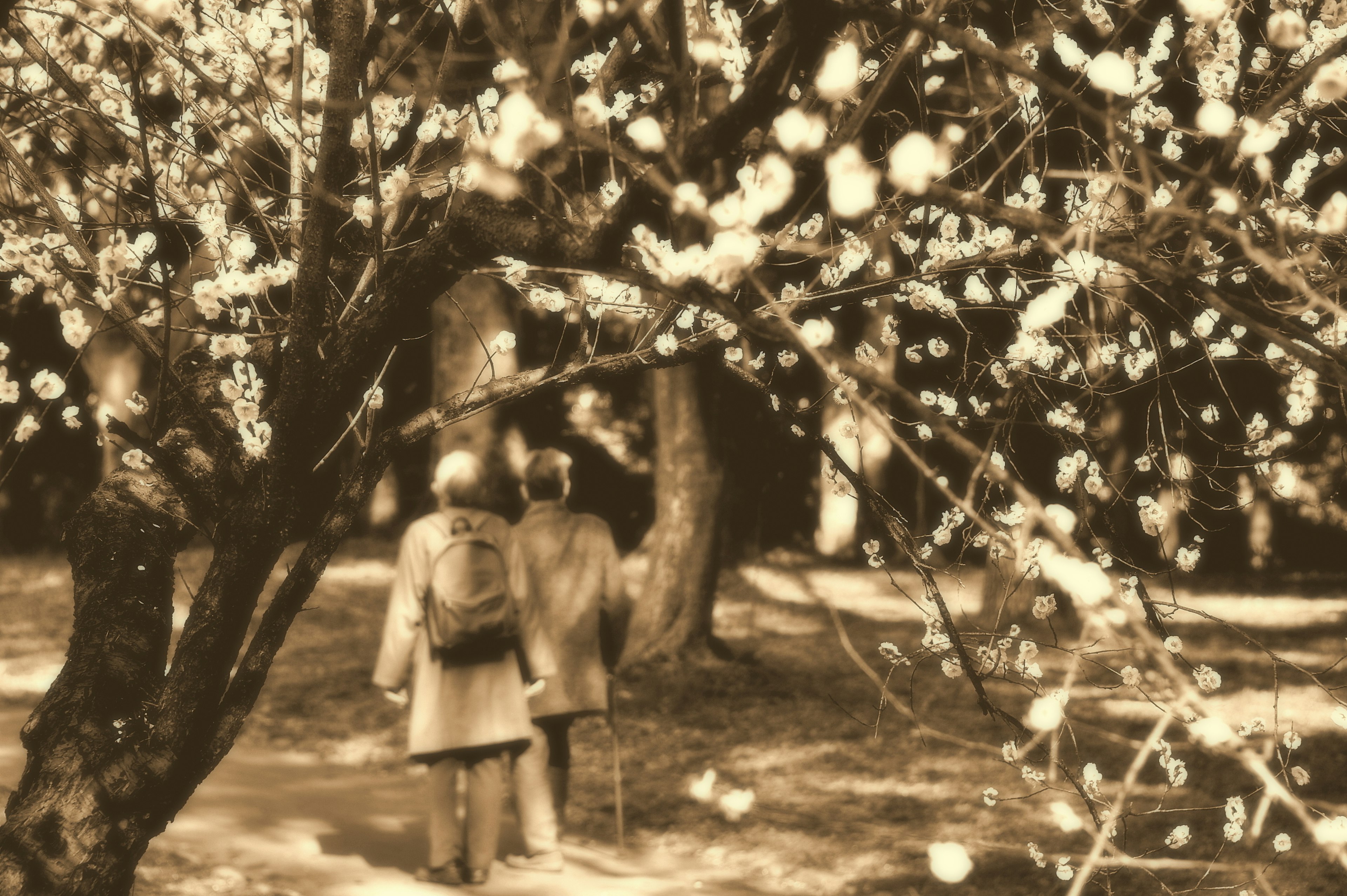 Due persone che camminano sotto un albero in fiore in primavera