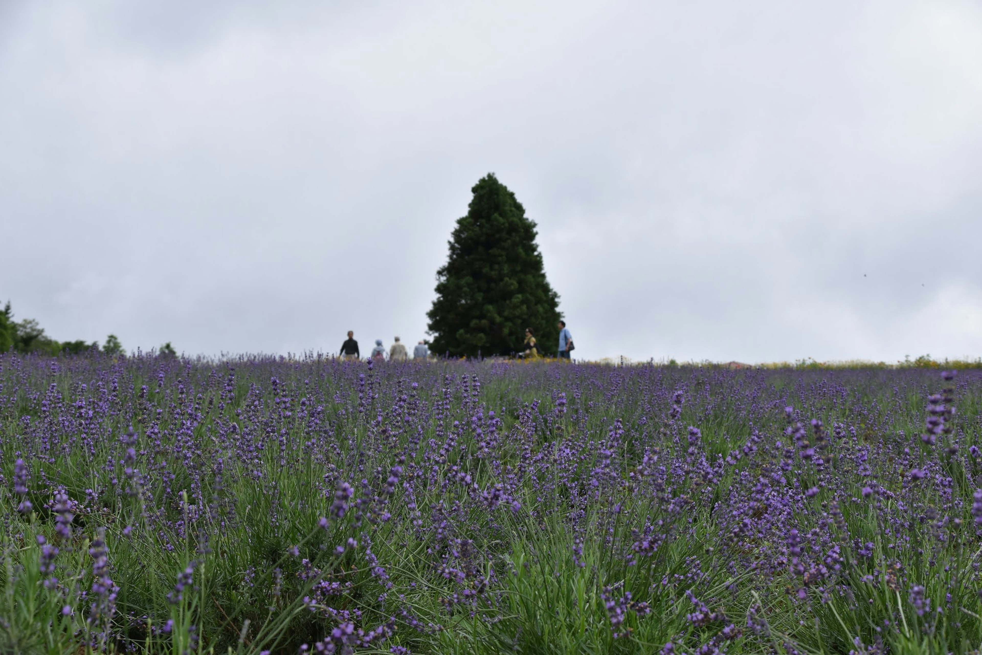 Campo de lavanda con un gran árbol de coníferas al fondo