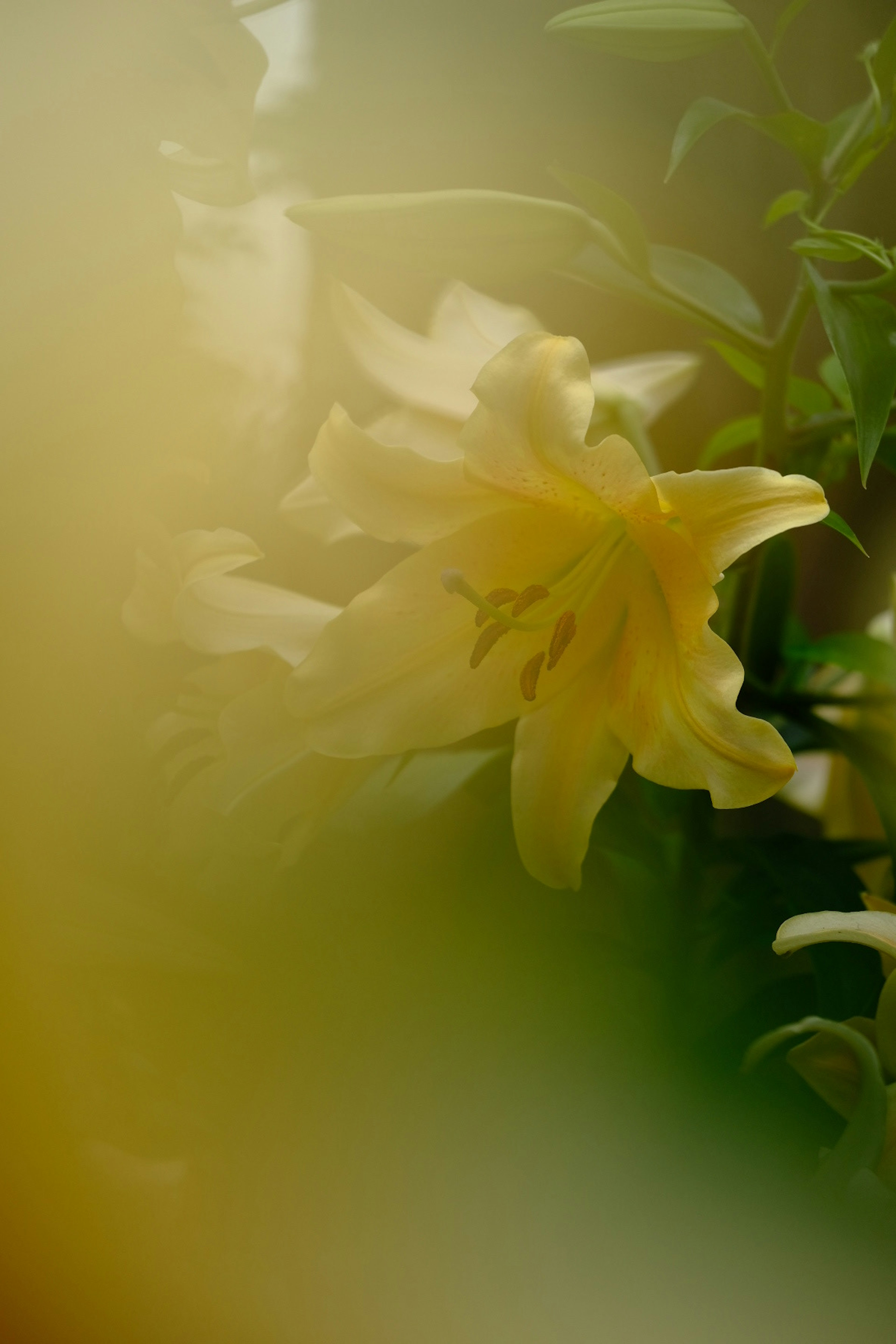 Un arrière-plan flou met en valeur une fleur de lys jaune