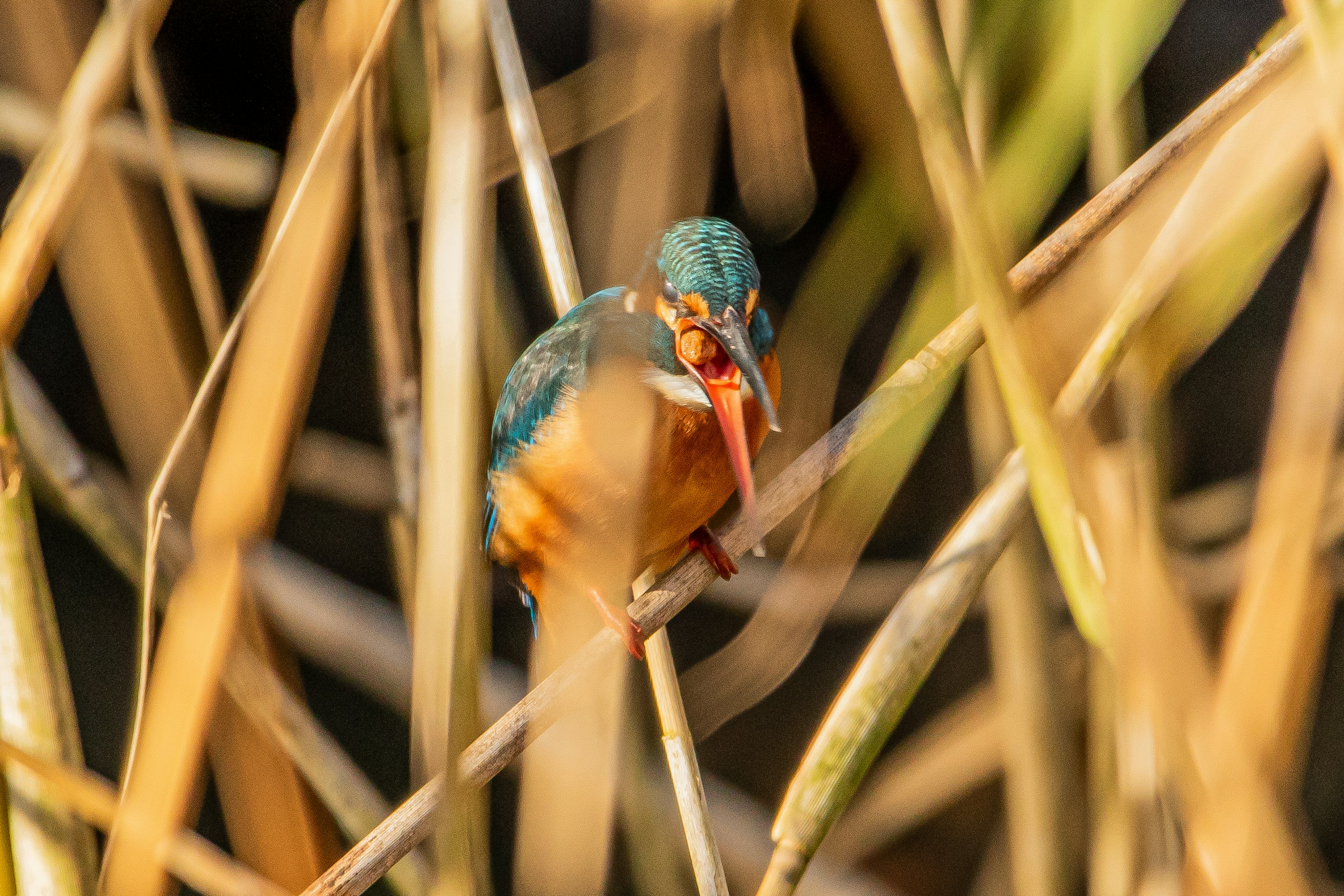 Burung kingfisher yang cerah bertengger di antara rami di tepi air