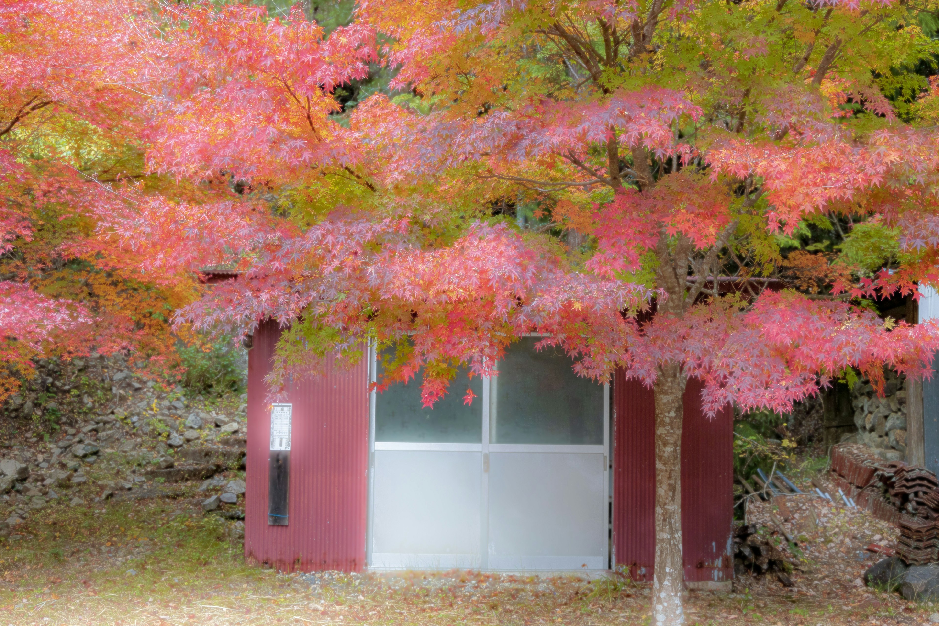 Small cabin surrounded by vibrant red foliage and autumn scenery