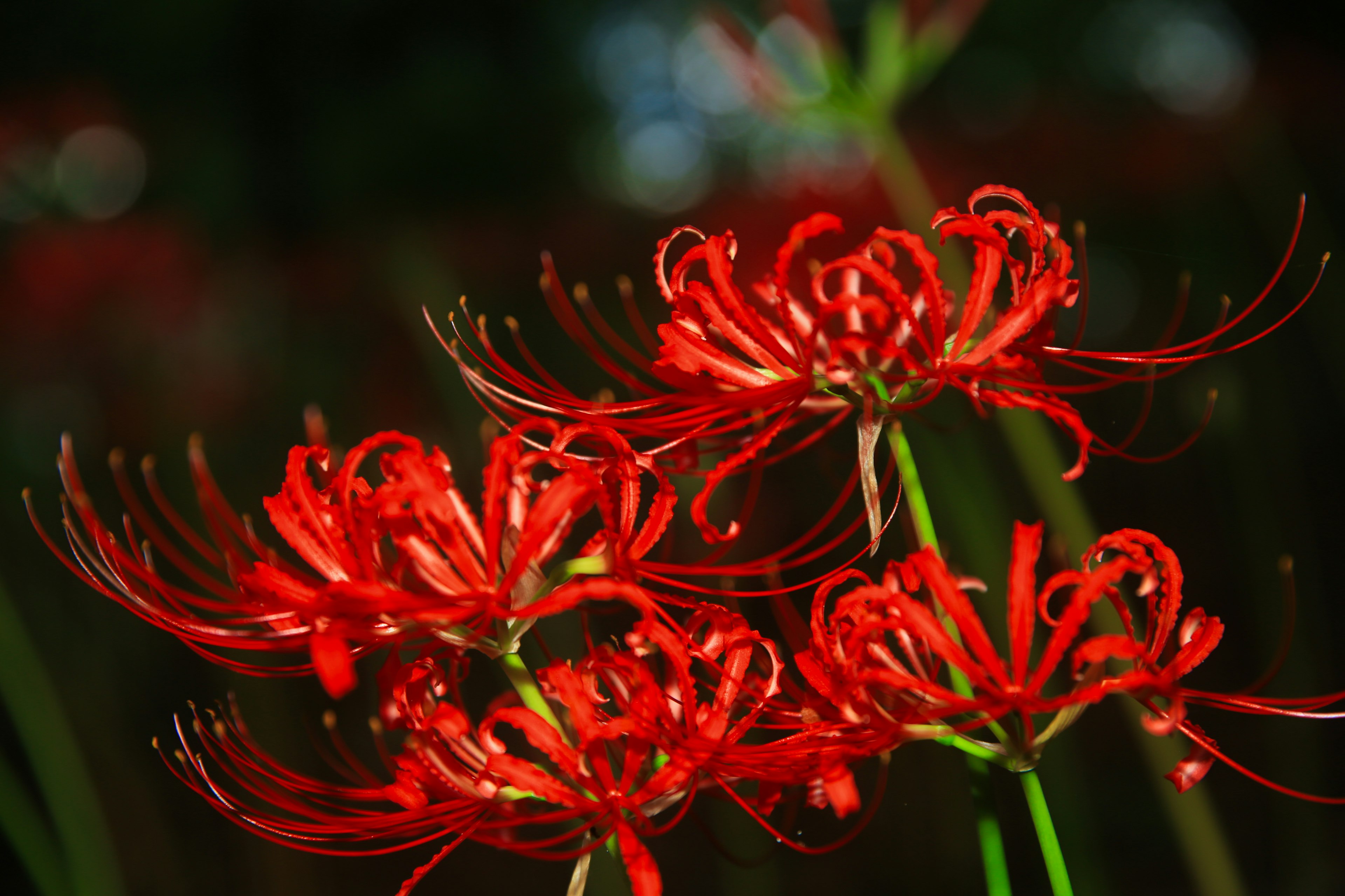 Cluster of vibrant red spider lilies in bloom