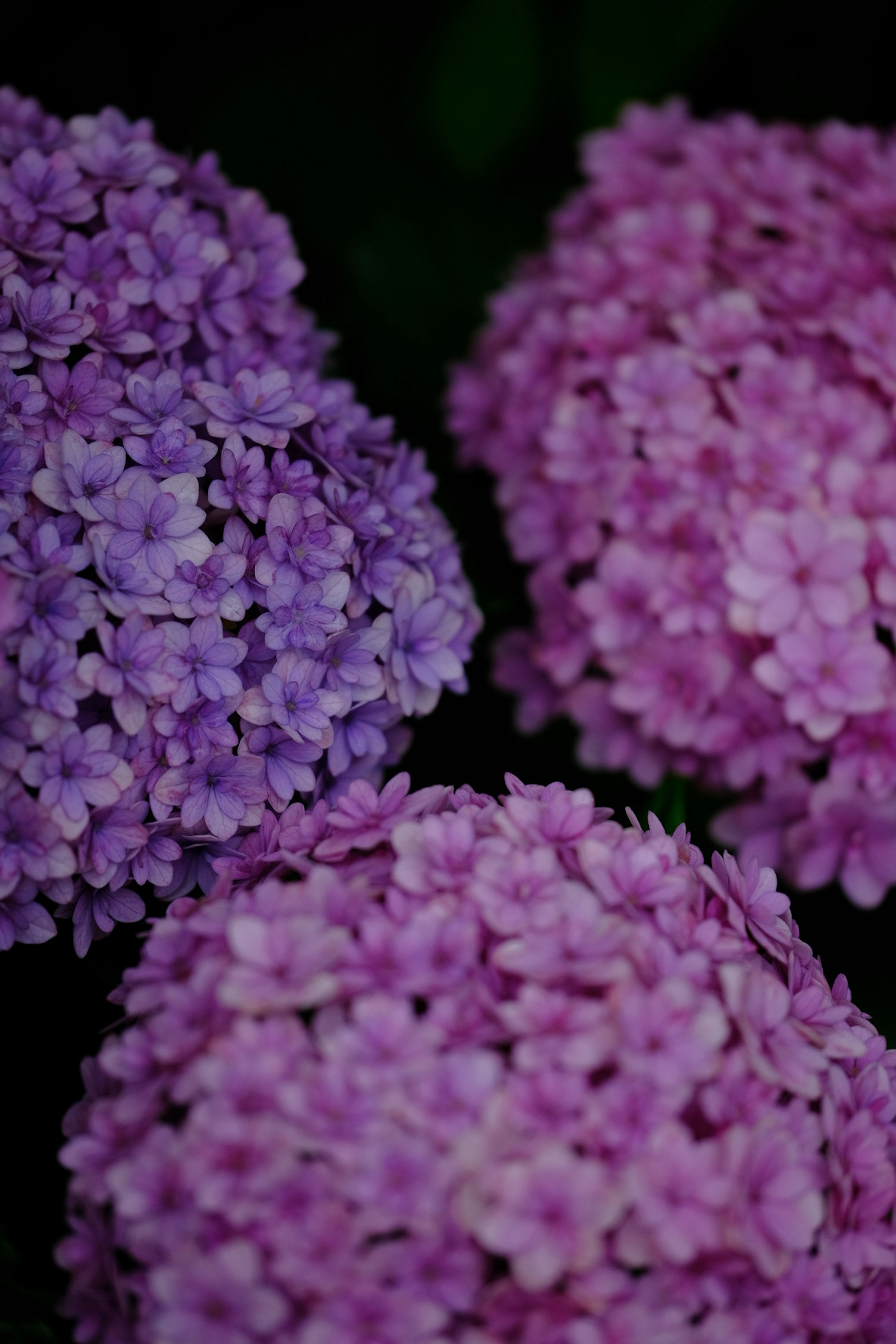 Close-up photo of colorful hydrangea flowers