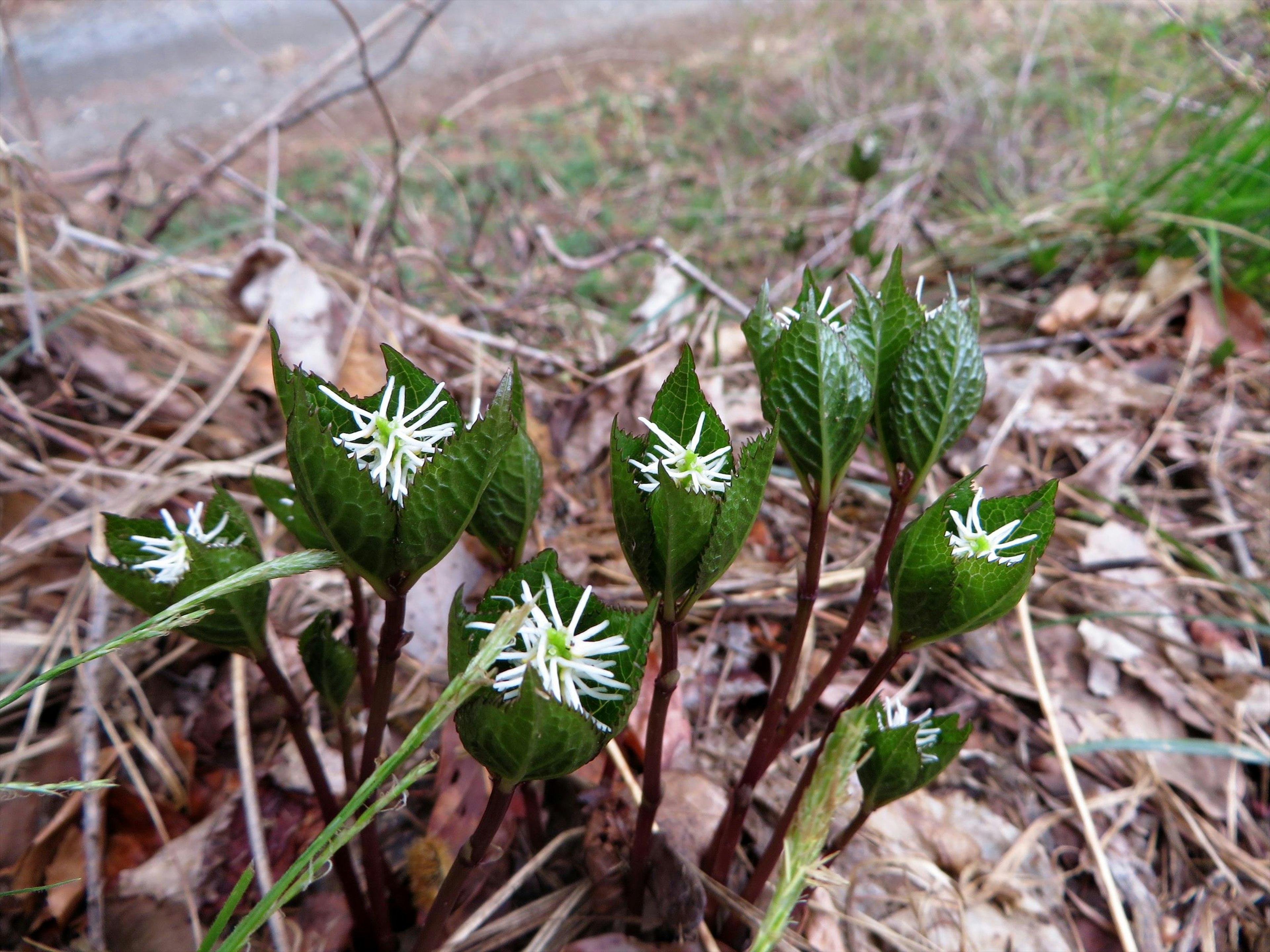 白い花を持つ緑の葉の植物が地面に生えている様子