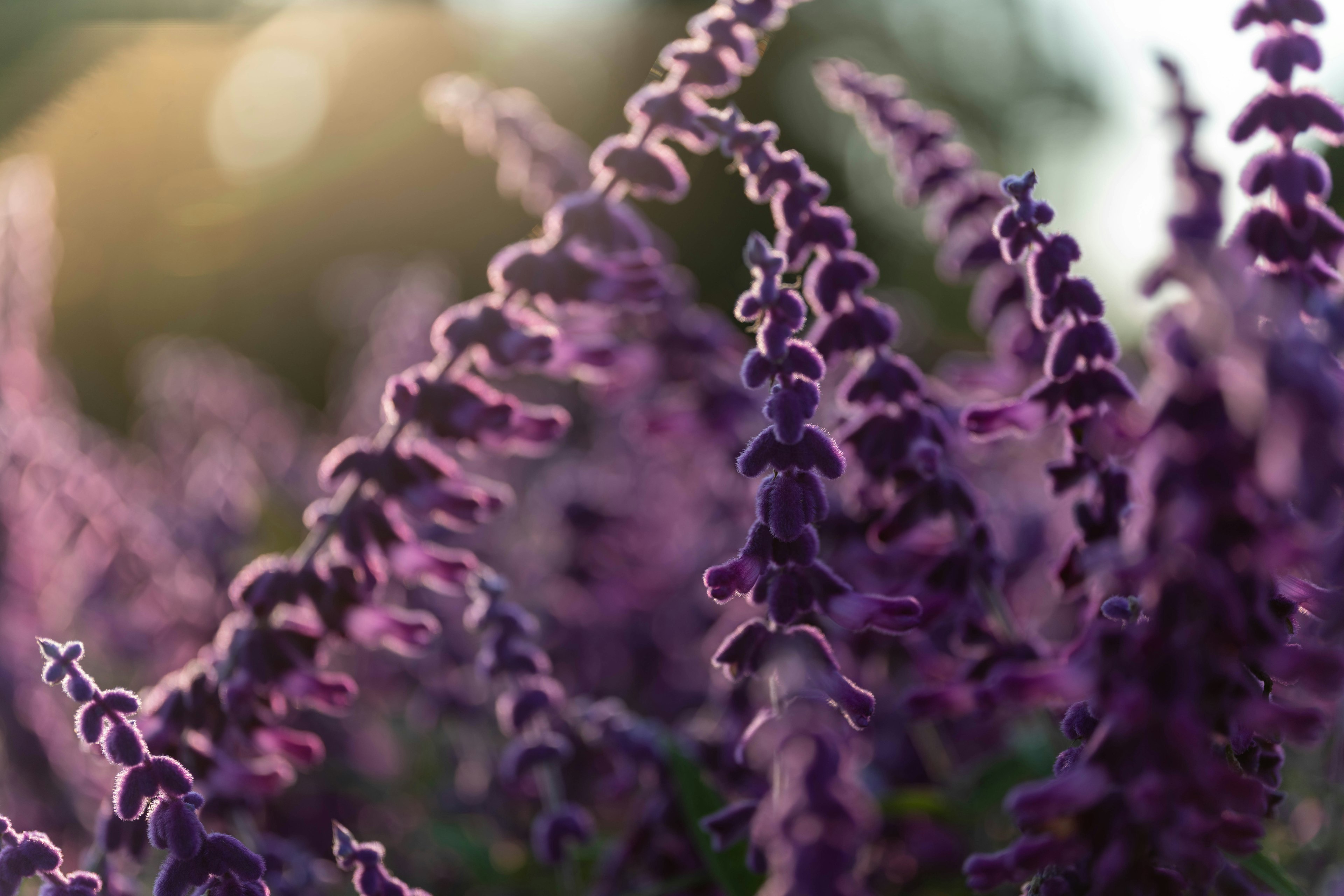 Primer plano de una planta con flores moradas con luz de fondo suave