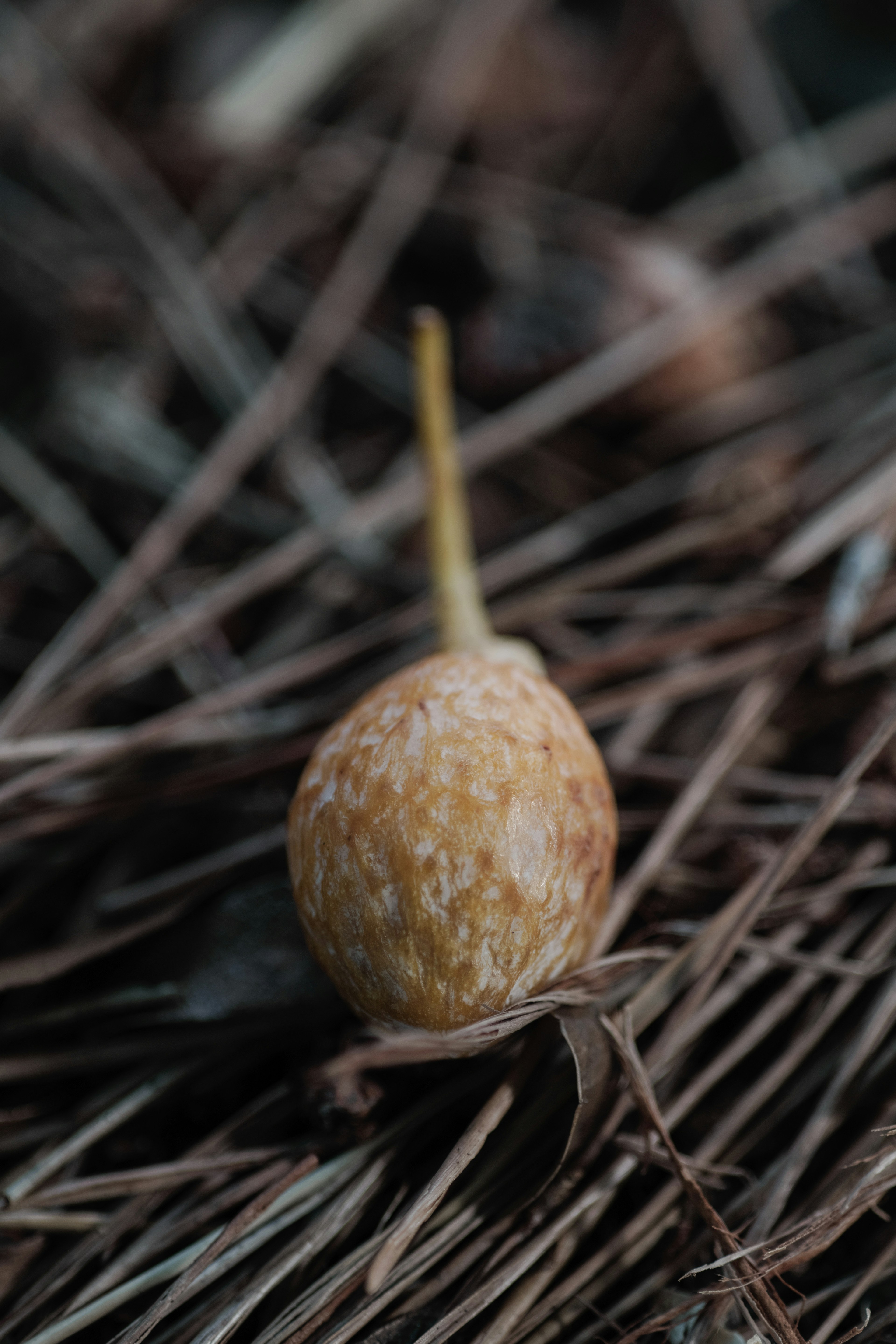 A small acorn resting on pine needles