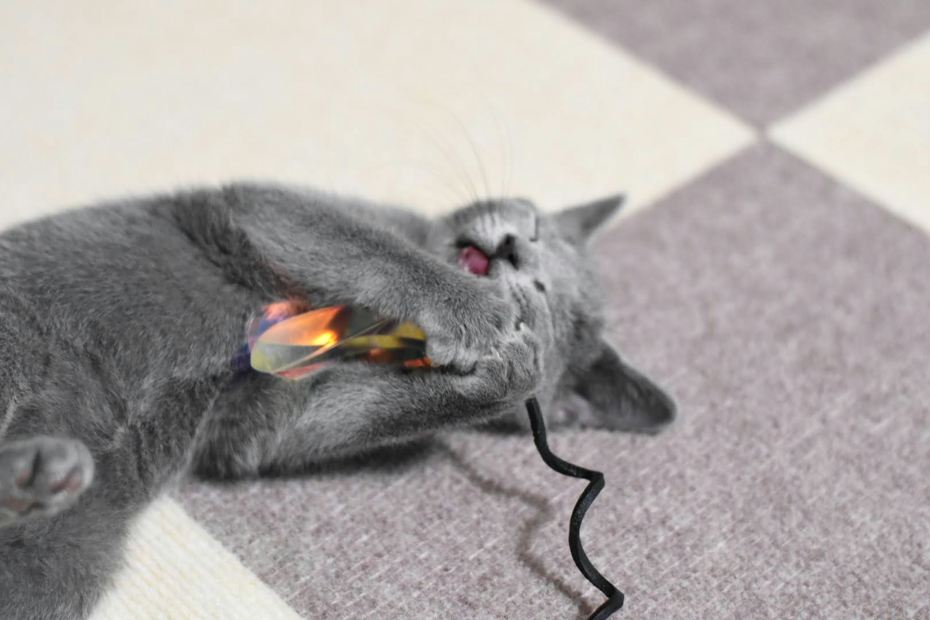 Gray cat playing with a colorful toy