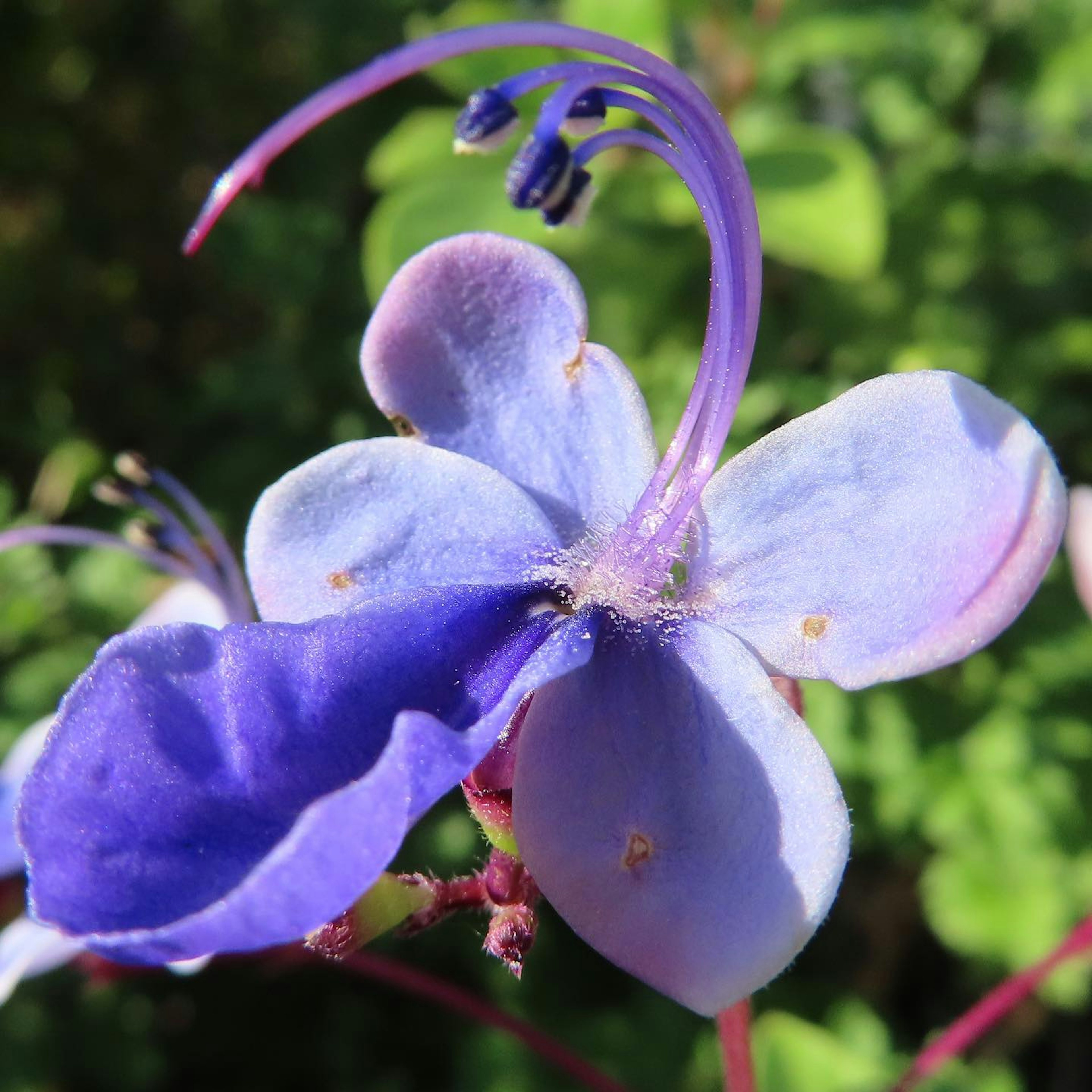 Primo piano di un fiore blu-viola con petali distintivi e stami allungati