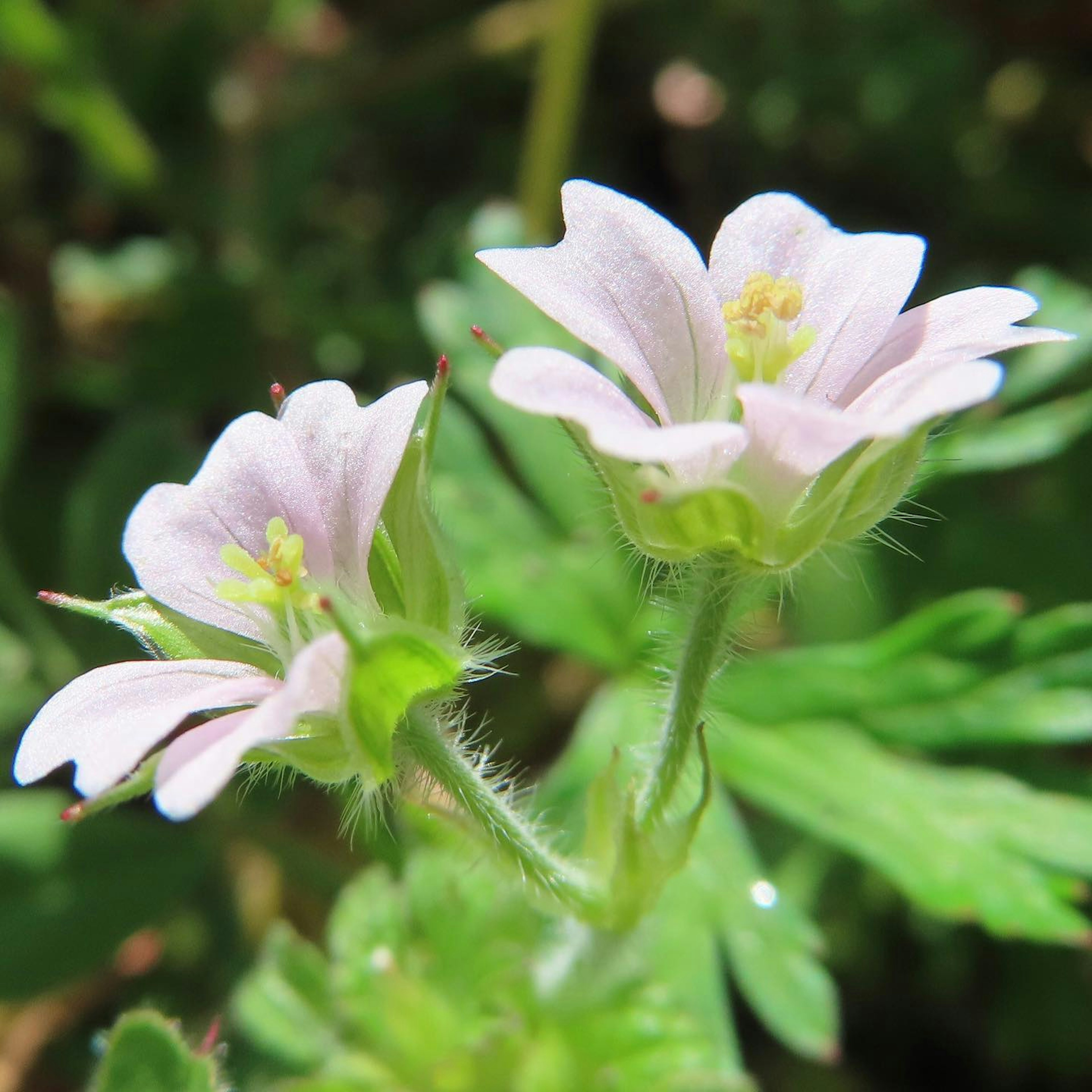 Zwei zarte rosa Blumen blühen auf einer grünen Pflanze