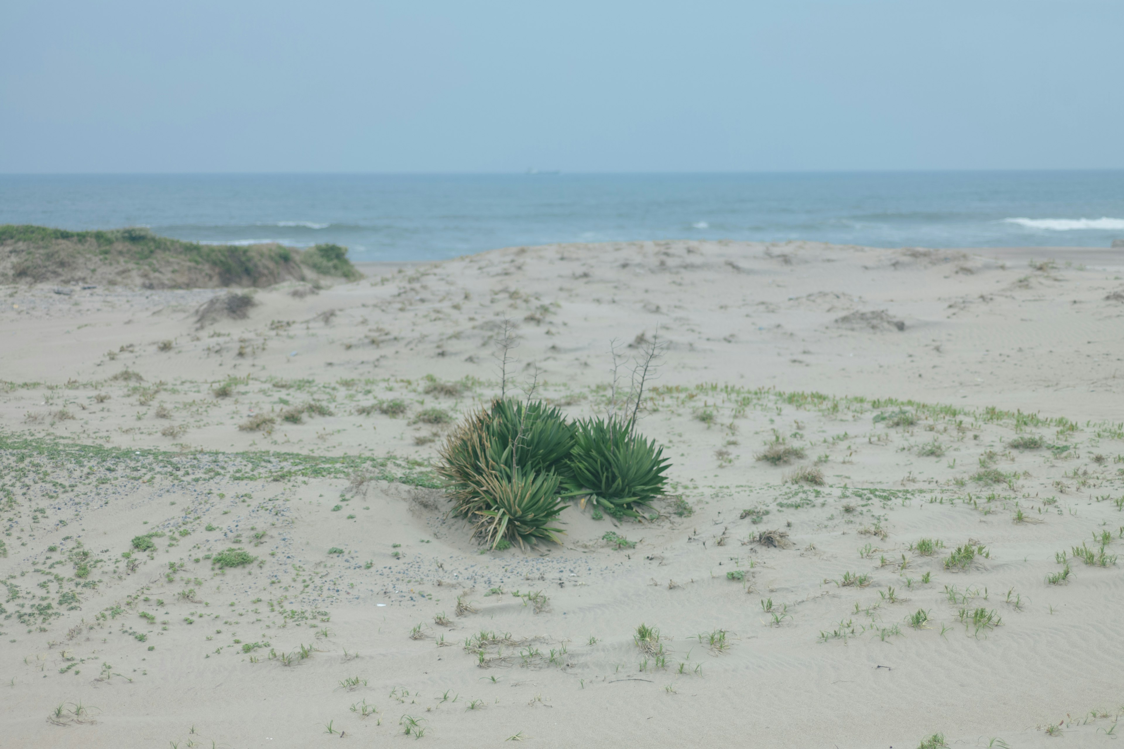 พืชสีเขียวบนชายหาดทรายพร้อมวิวมหาสมุทร