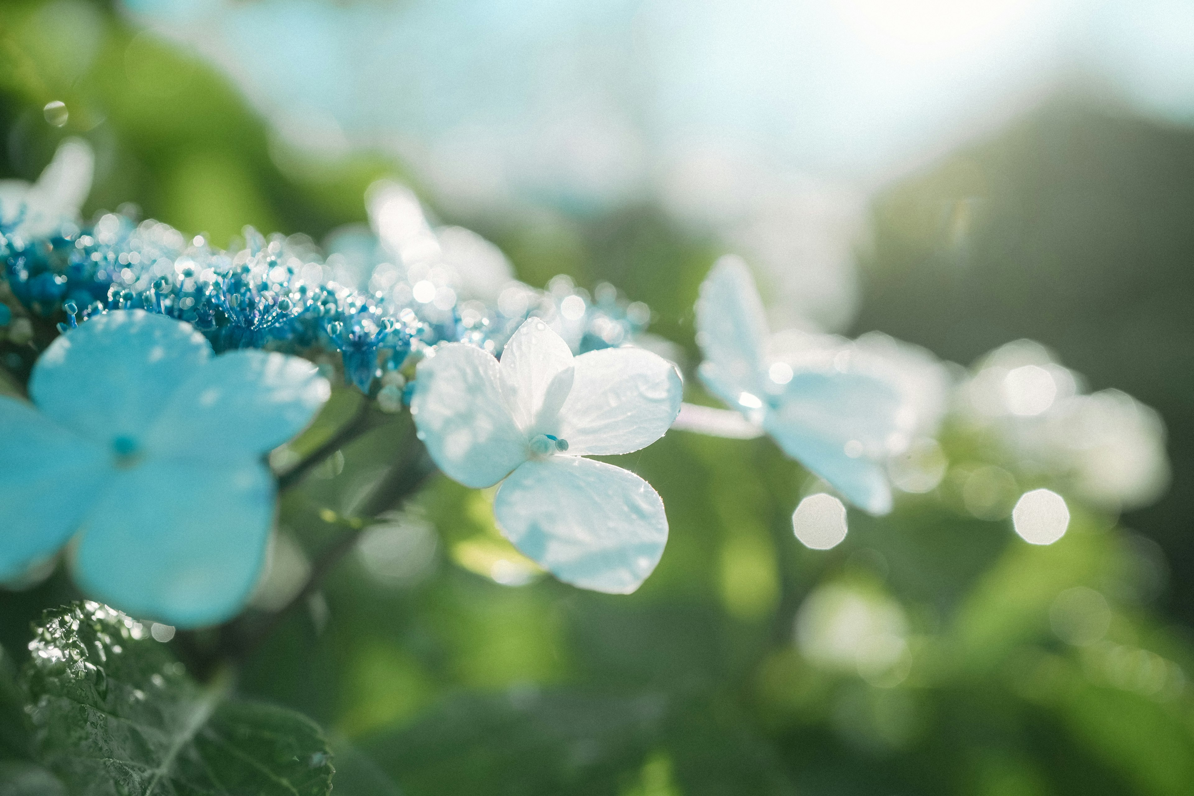 Delicate blue flowers with soft sunlight in the background