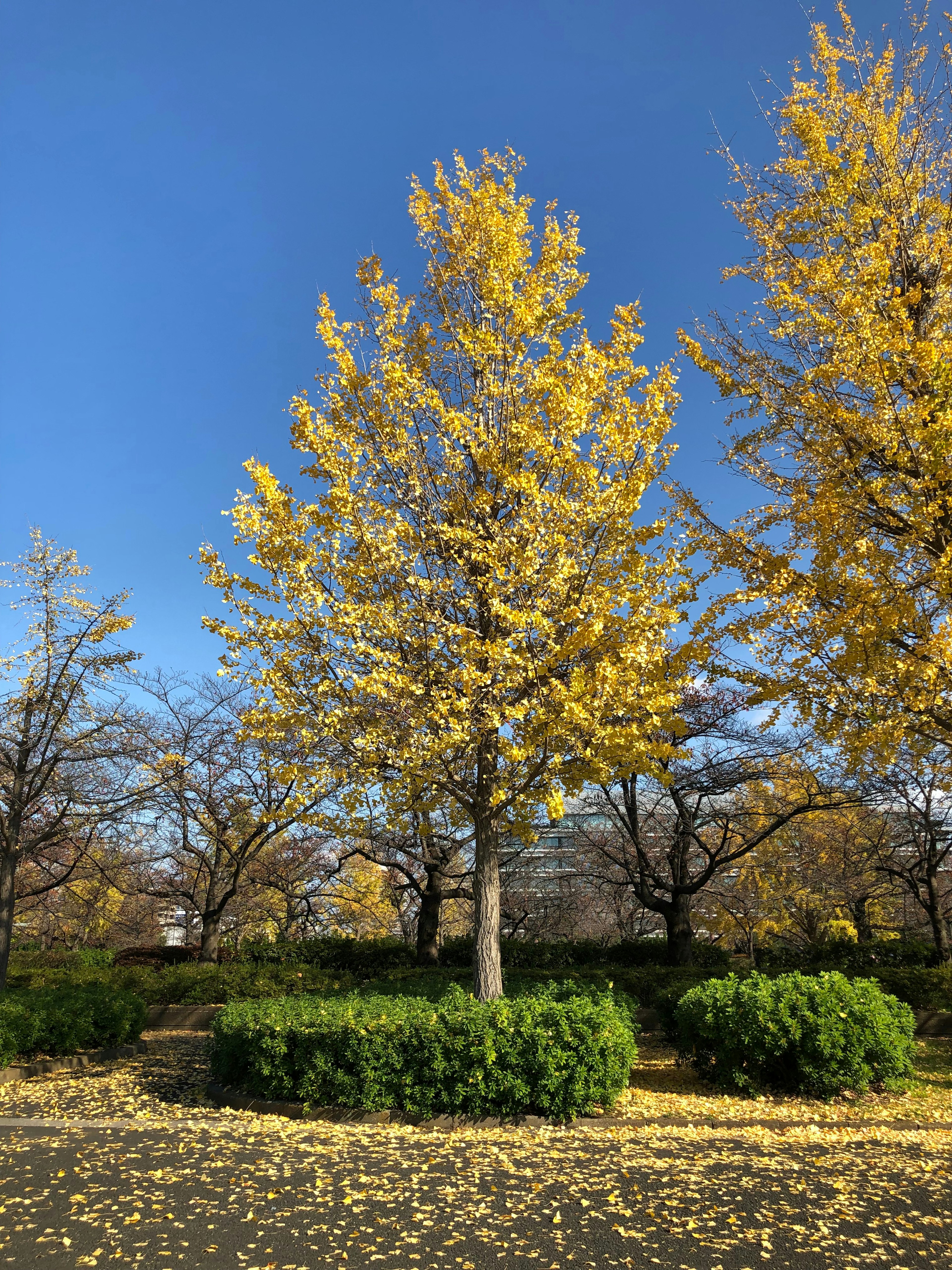 Ein Baum mit leuchtend gelben Blättern vor einem klaren blauen Himmel