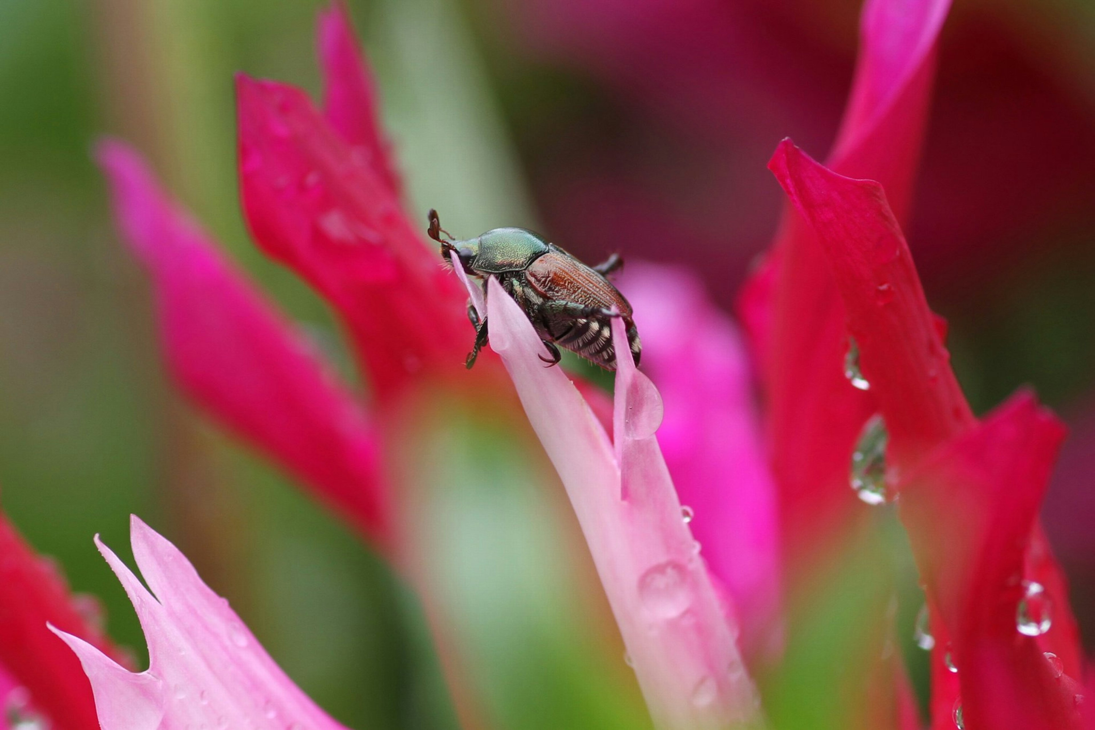 Gros plan de fleurs roses vibrantes avec un insecte