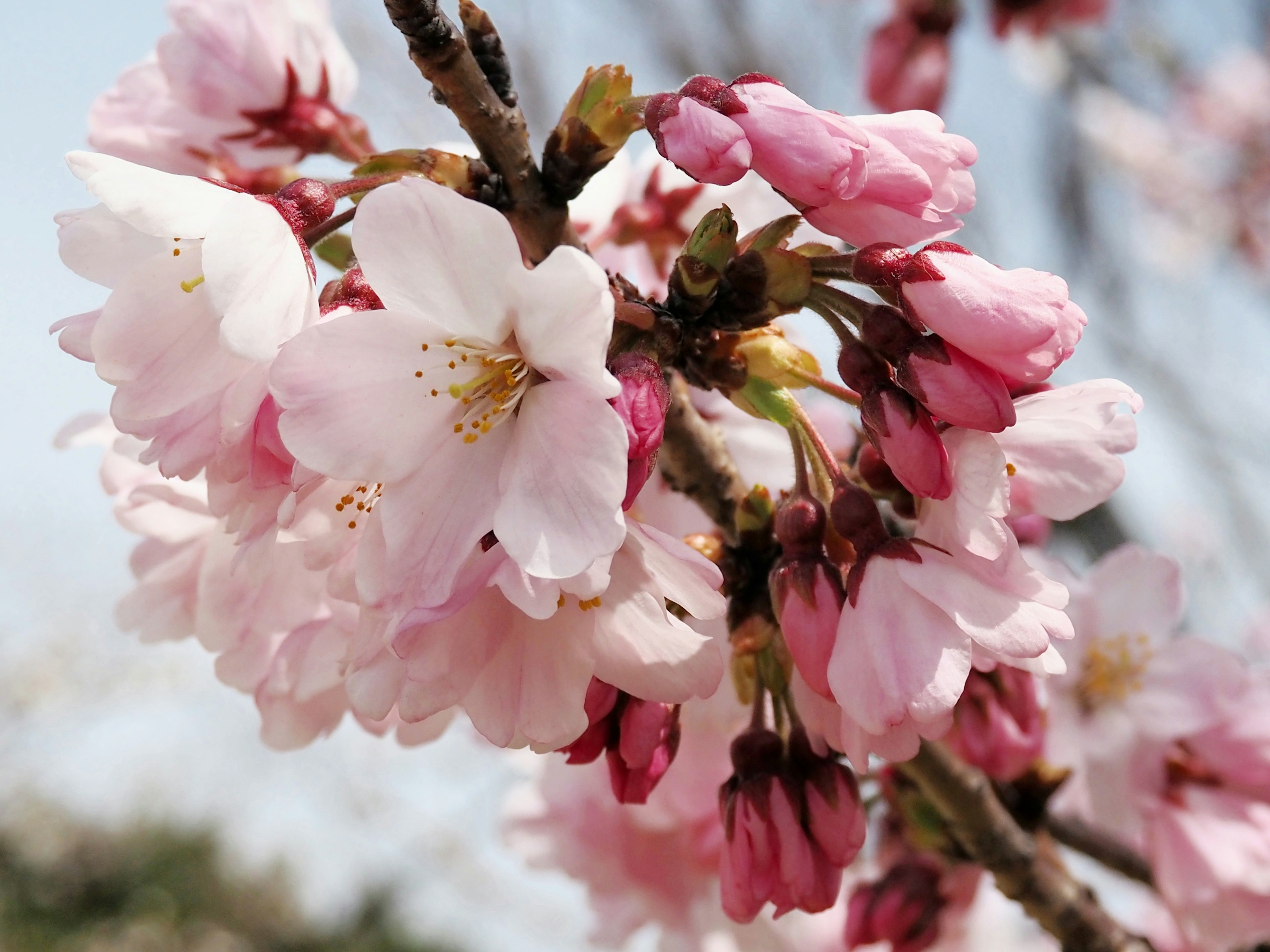 Kedekatan bunga sakura di cabang