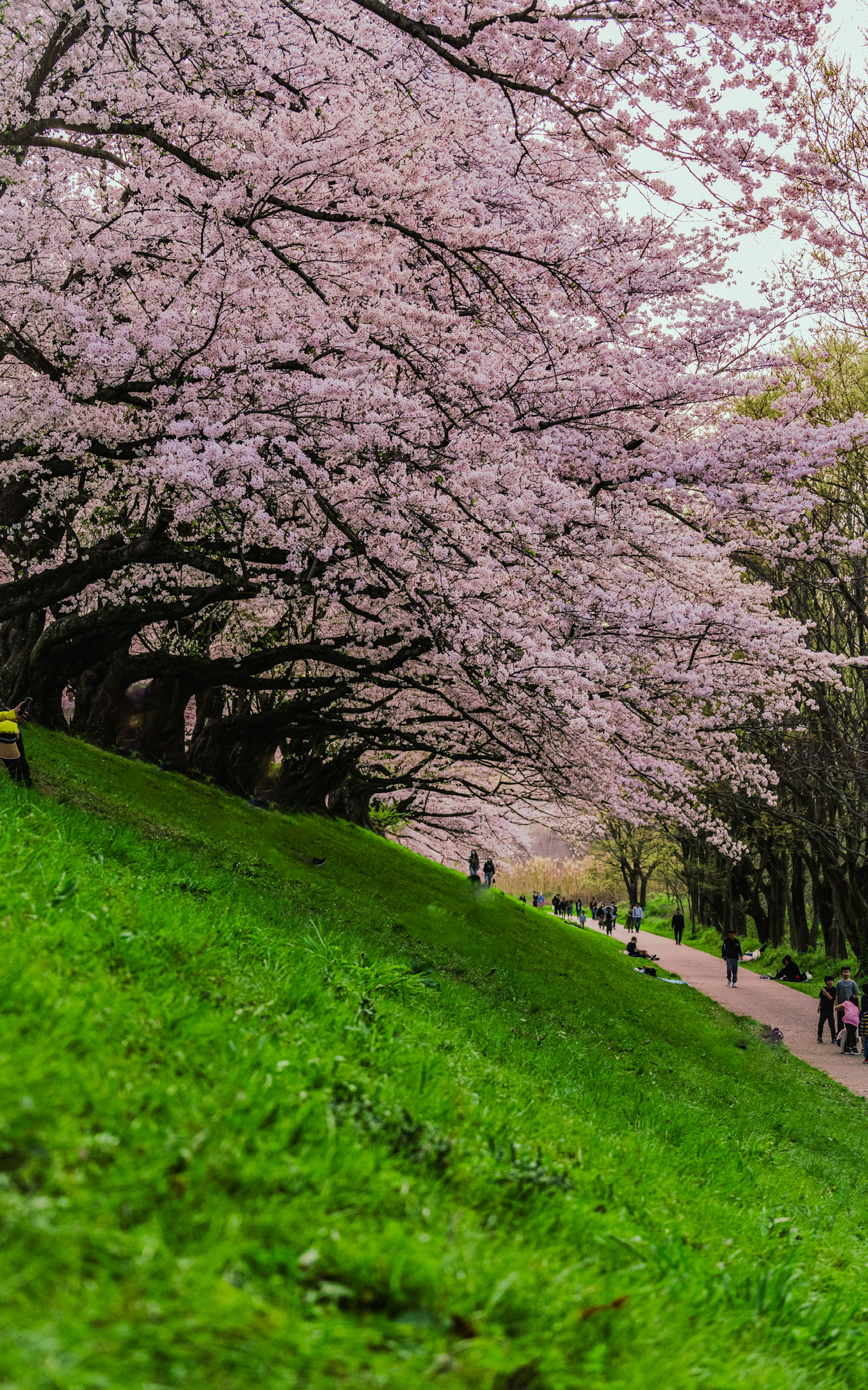 Landscape of cherry blossom trees lining a green hillside