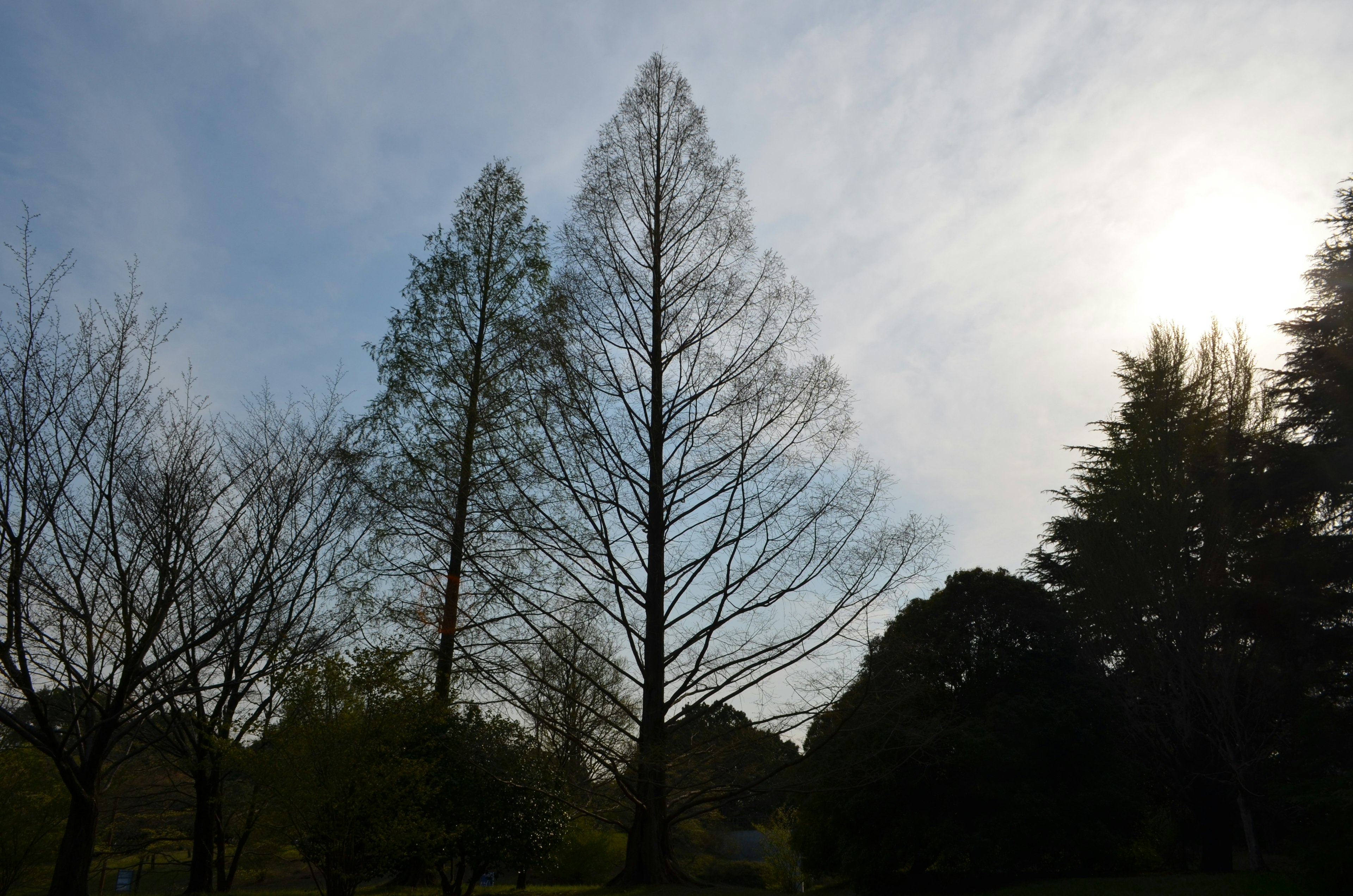 Deux grands arbres en silhouette contre un ciel doux