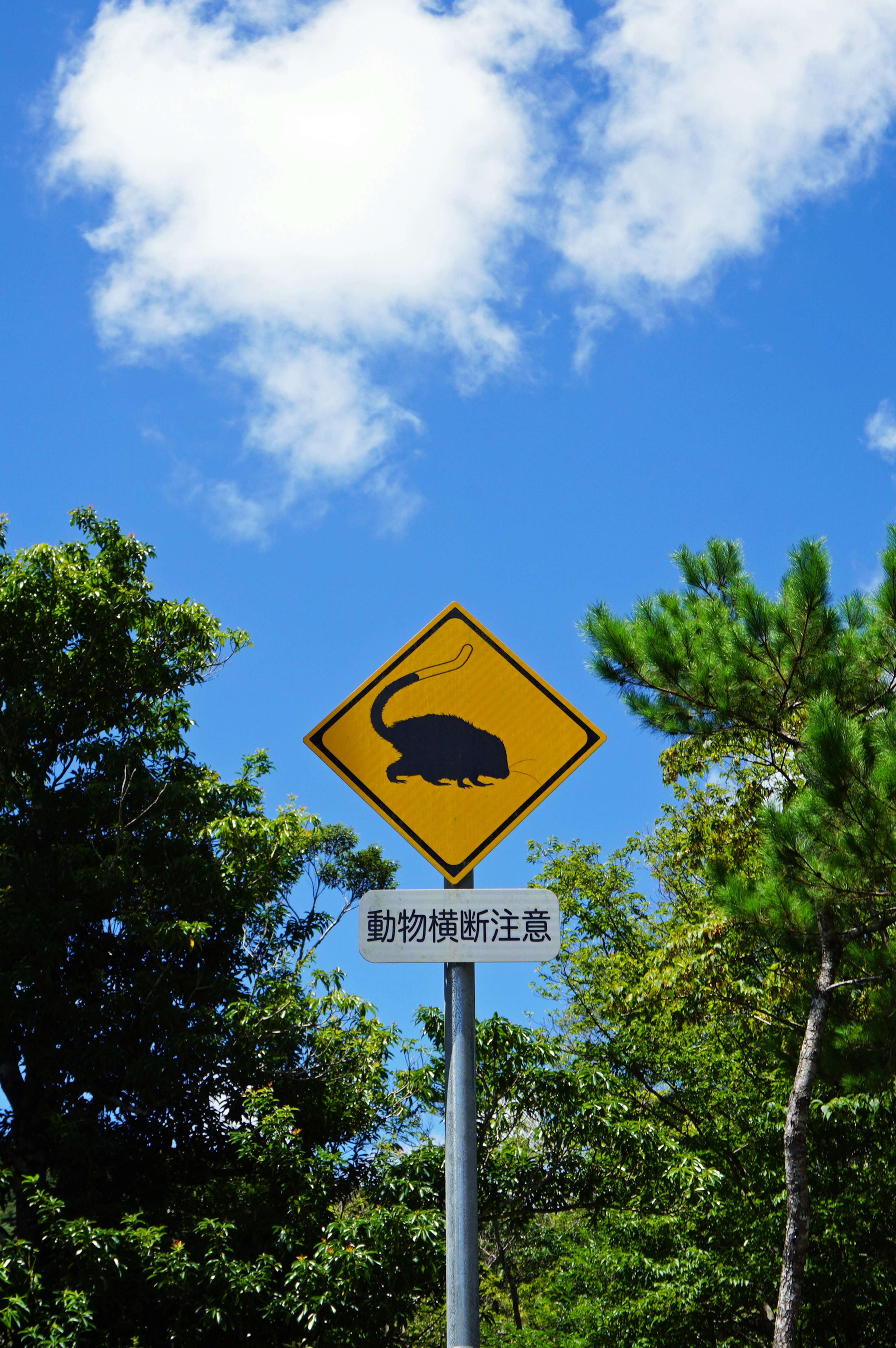 Cartello di avvertimento giallo con silhouette di animale contro il cielo blu