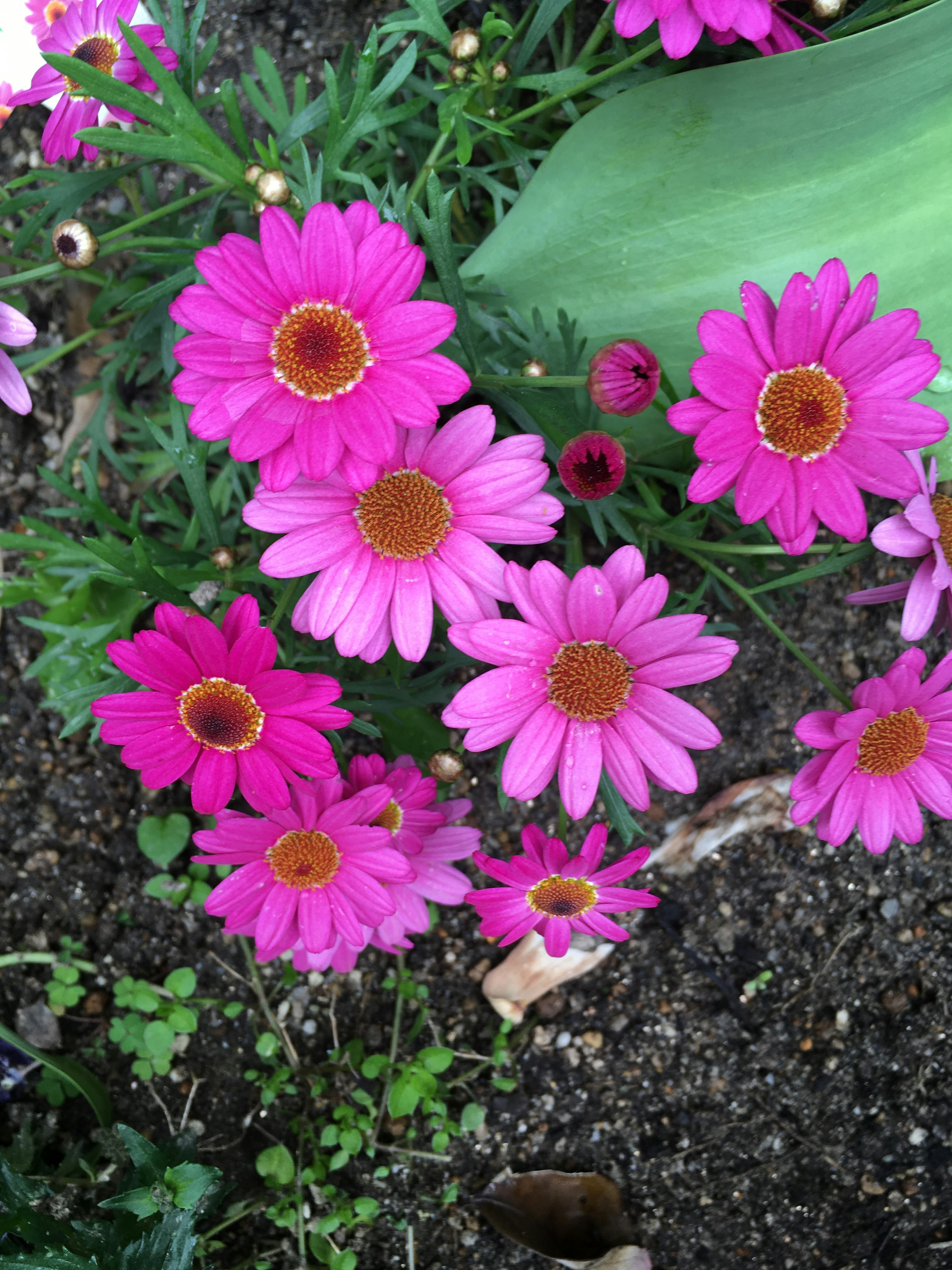 Bunga pink cerah mekar di taman