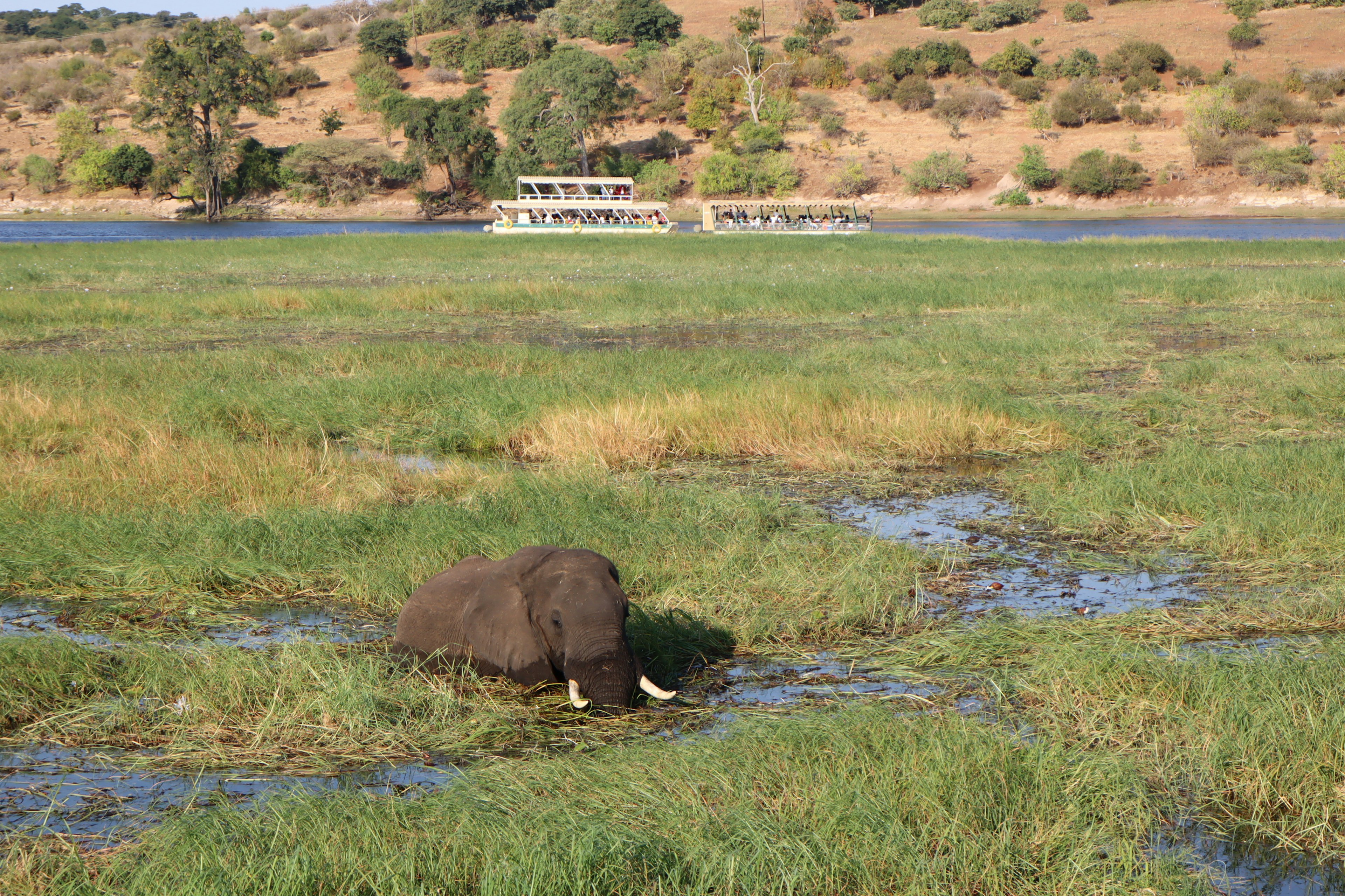 An elephant grazing in a wetland near a river