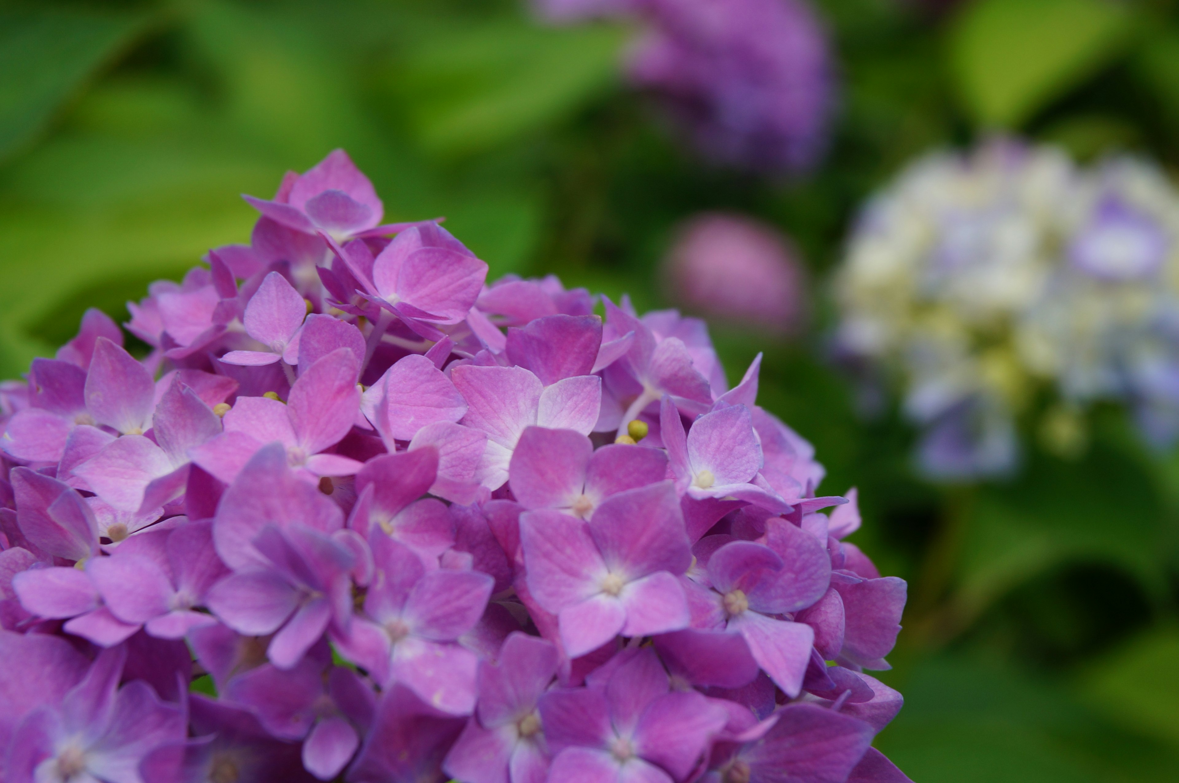 Close-up bunga hortensia ungu cerah dengan hortensia berwarna lembut yang kabur di latar belakang