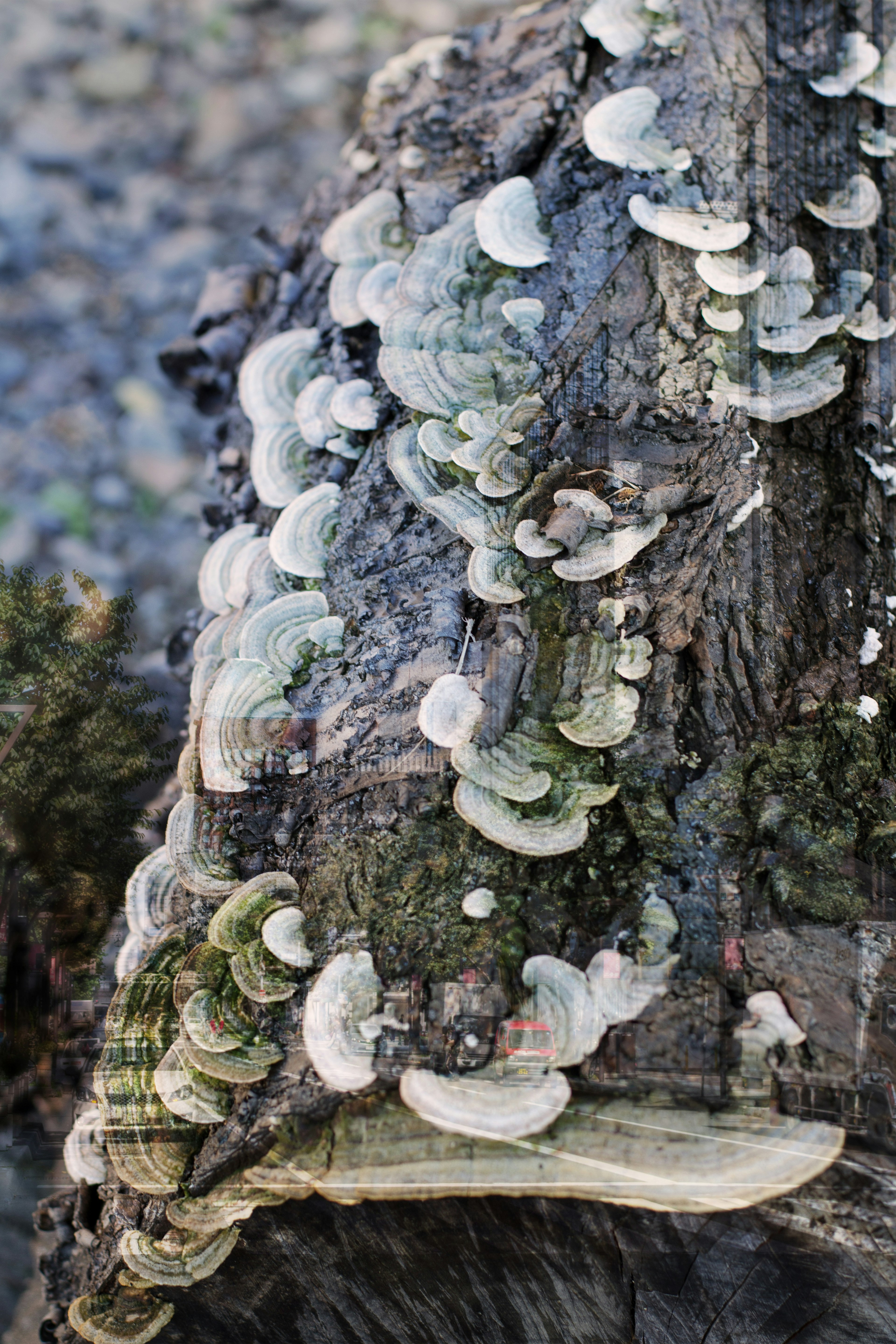 Cluster of white fungi growing on a tree trunk