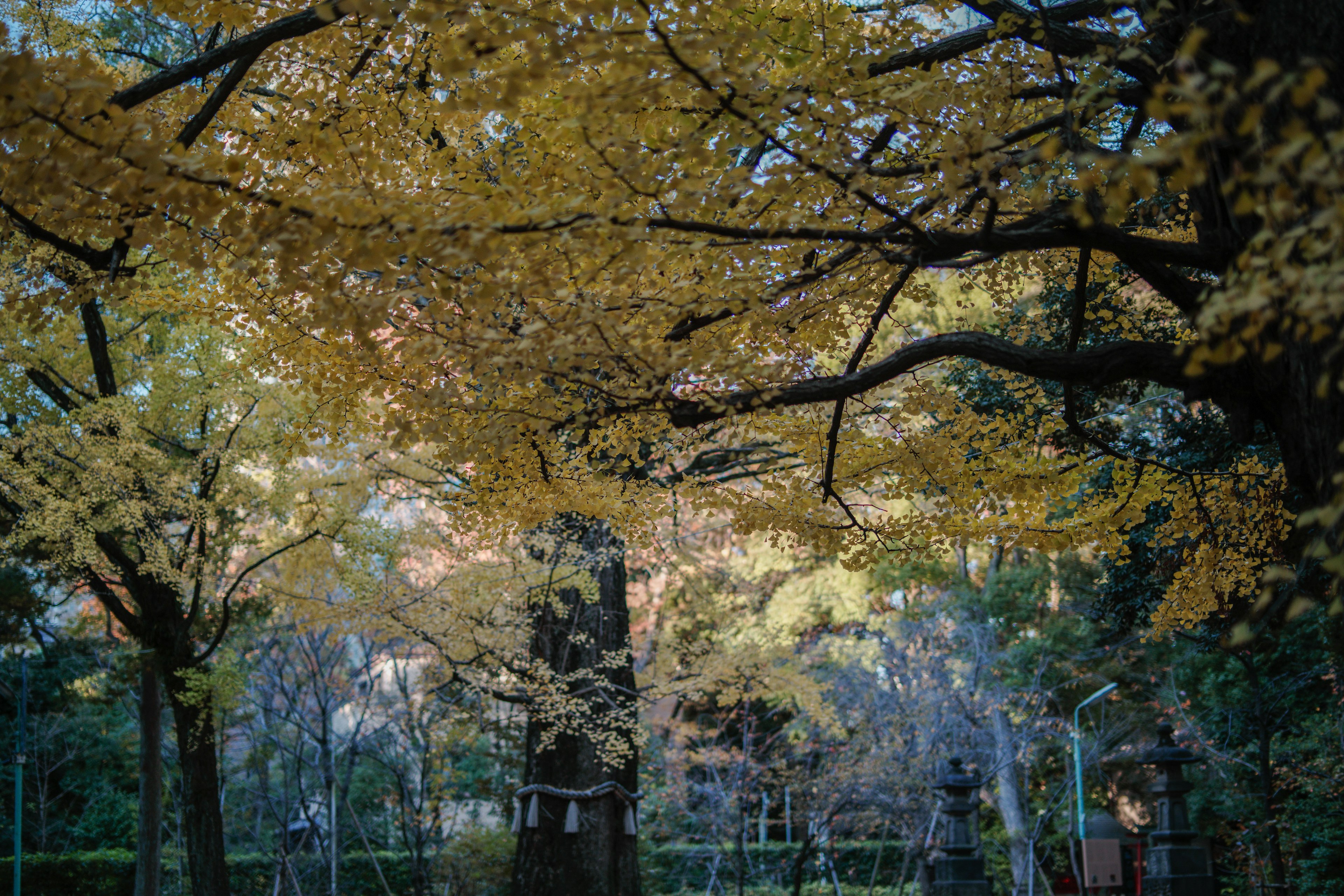 Scenic view under trees with vibrant yellow autumn leaves