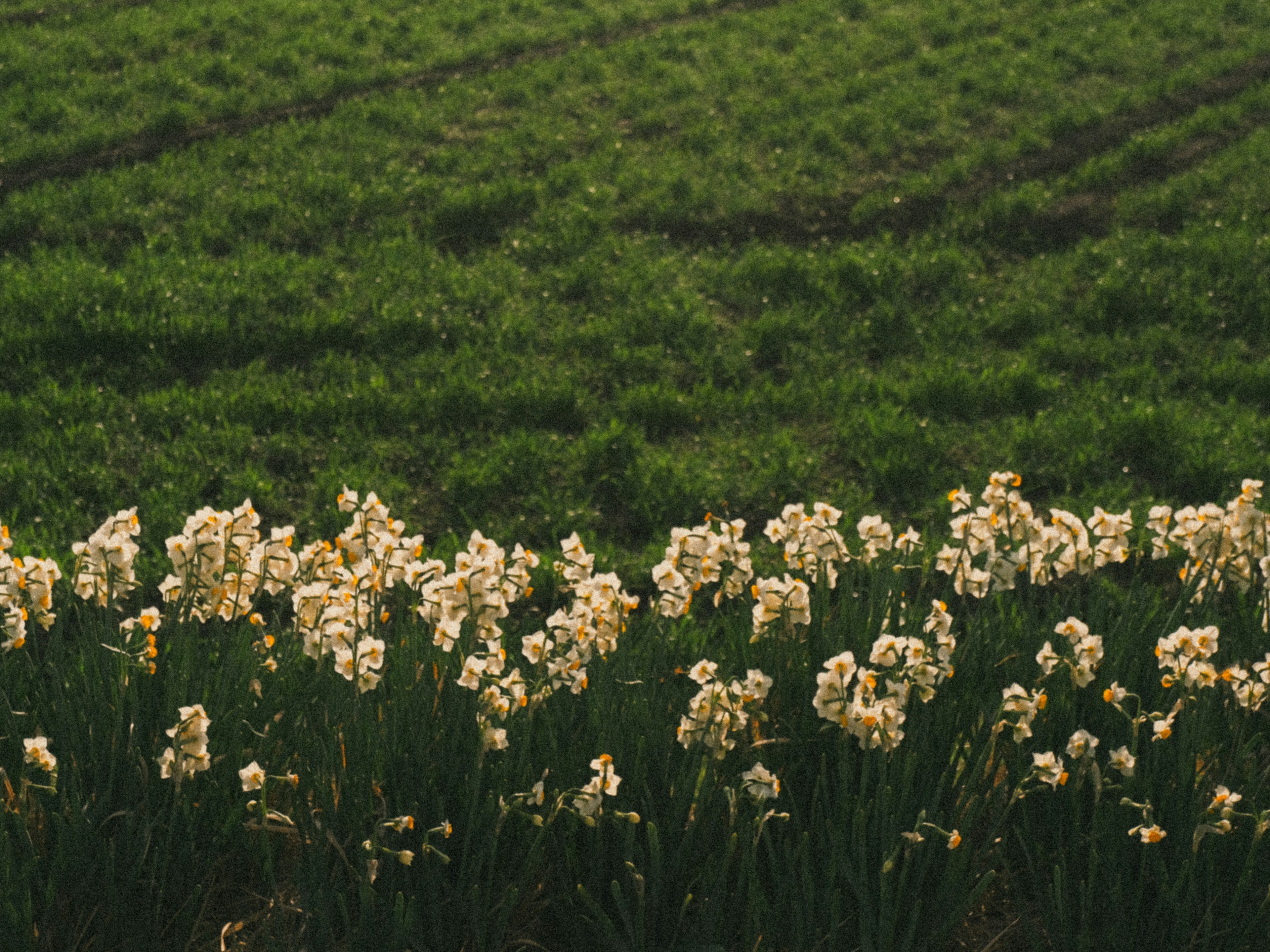 Fila de flores blancas en un campo verde