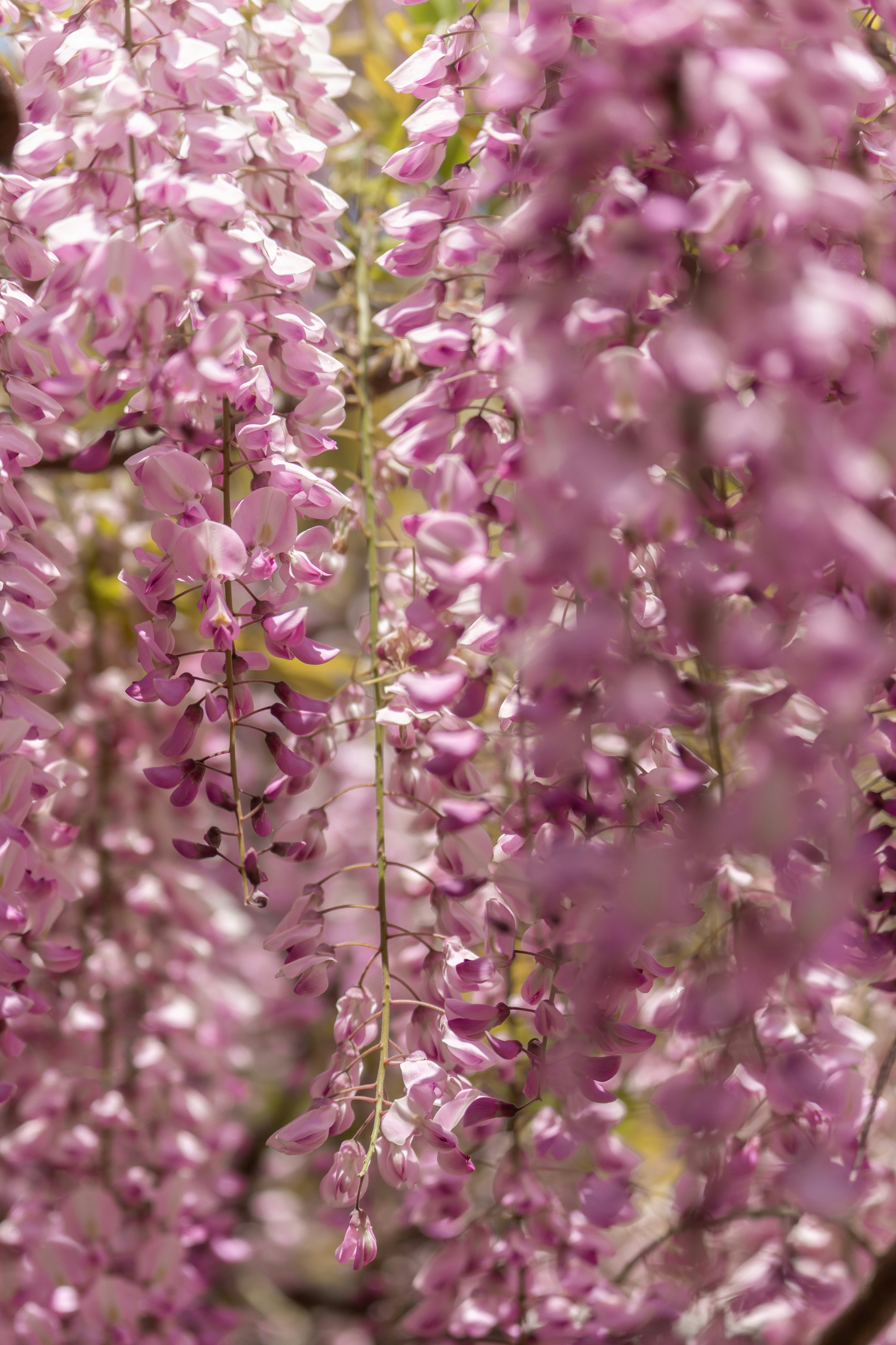 Hermosa escena de flores moradas en cascada