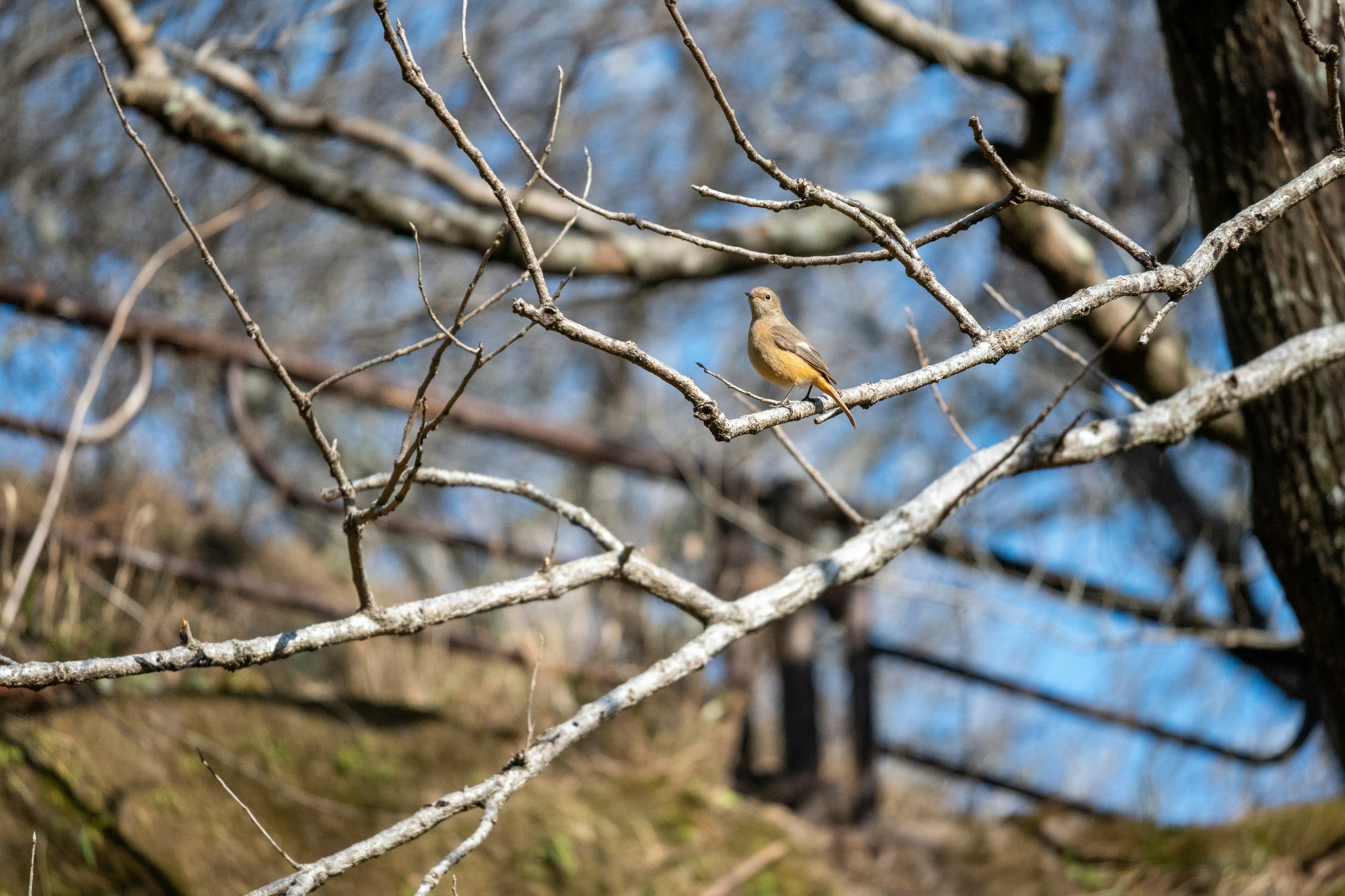 A small bird perched on a bare branch under a blue sky