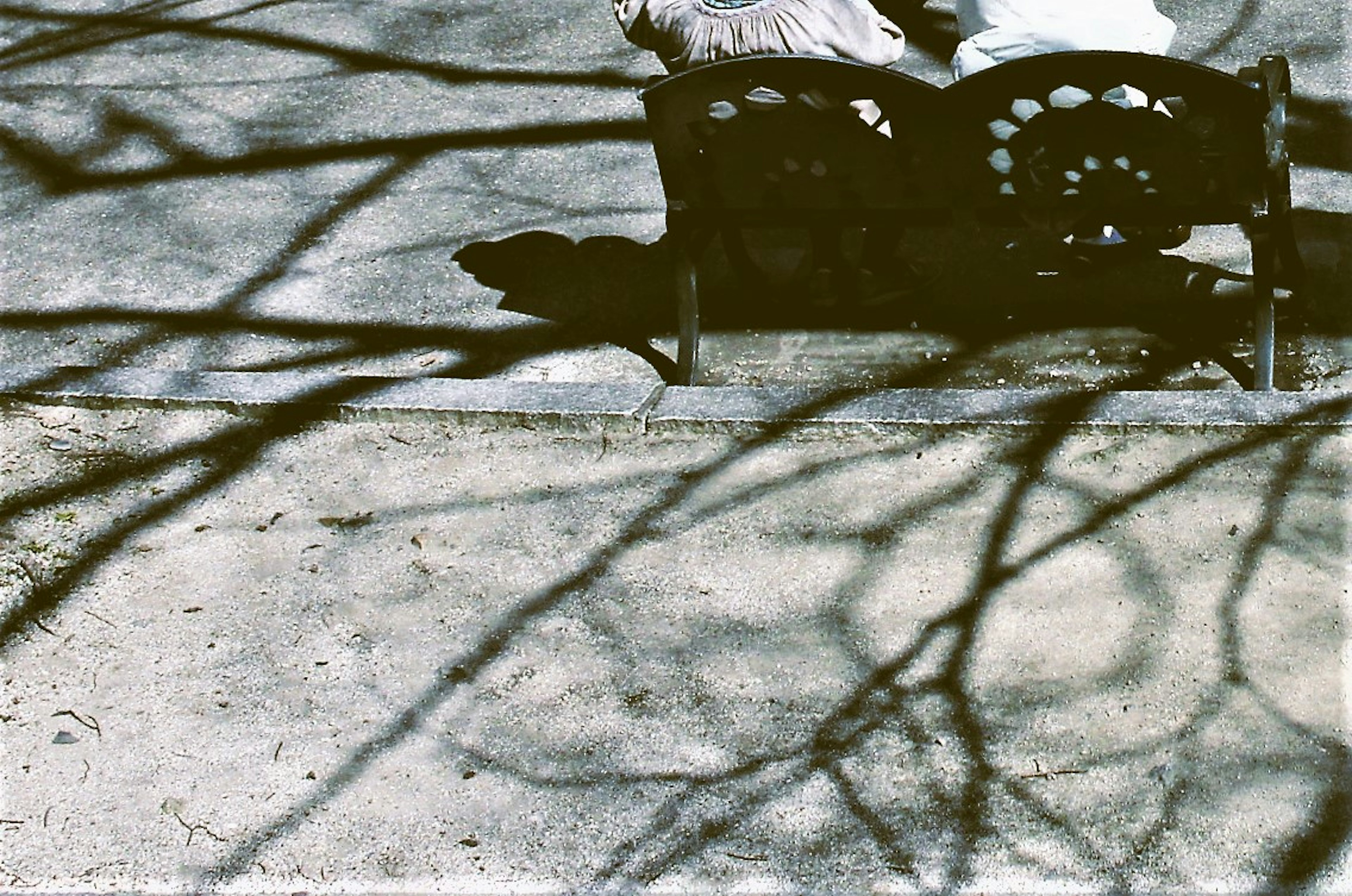 A bench with shadows cast by branches on the ground