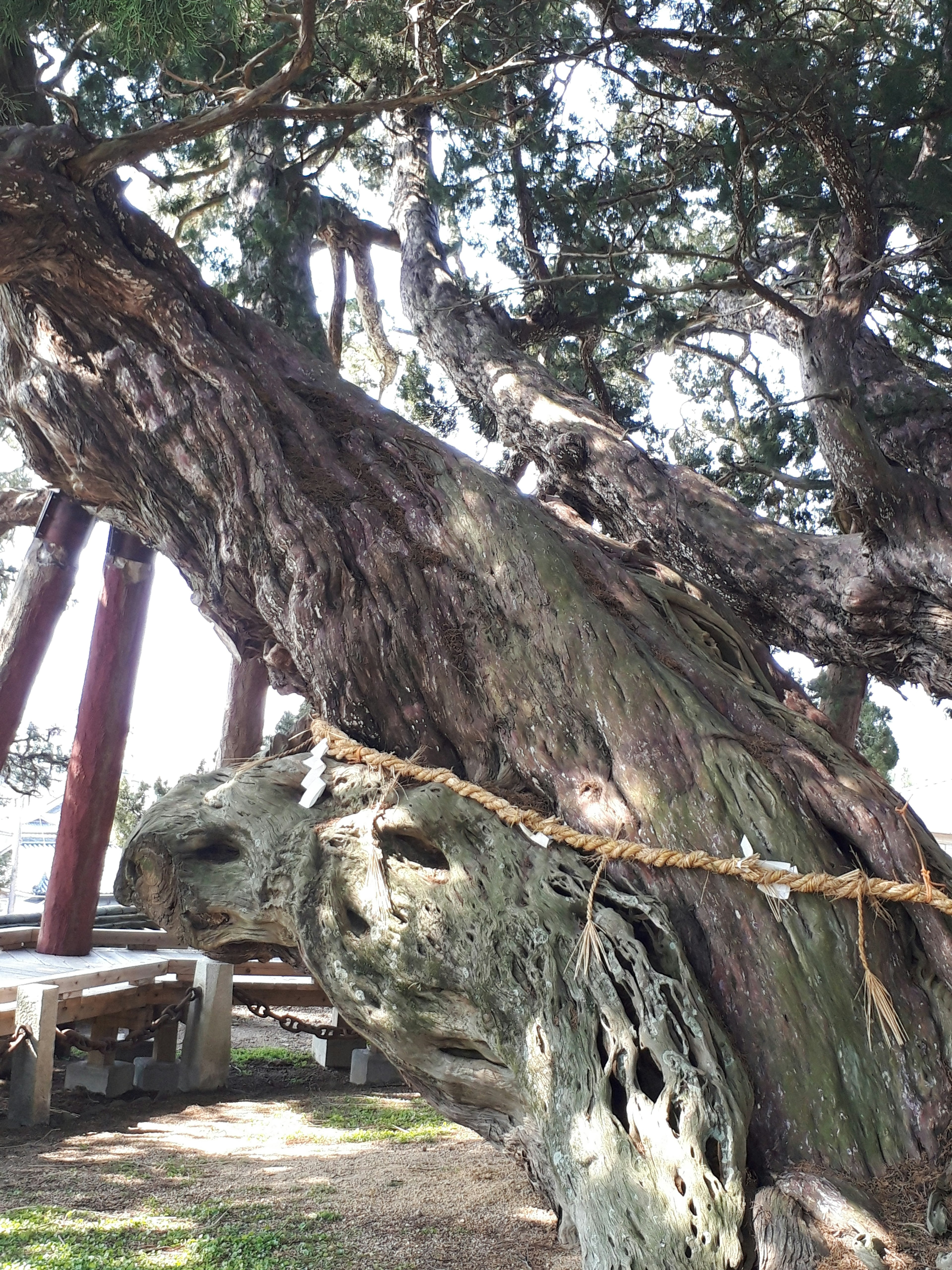 Ancient tree trunk with rope wrapped around its base