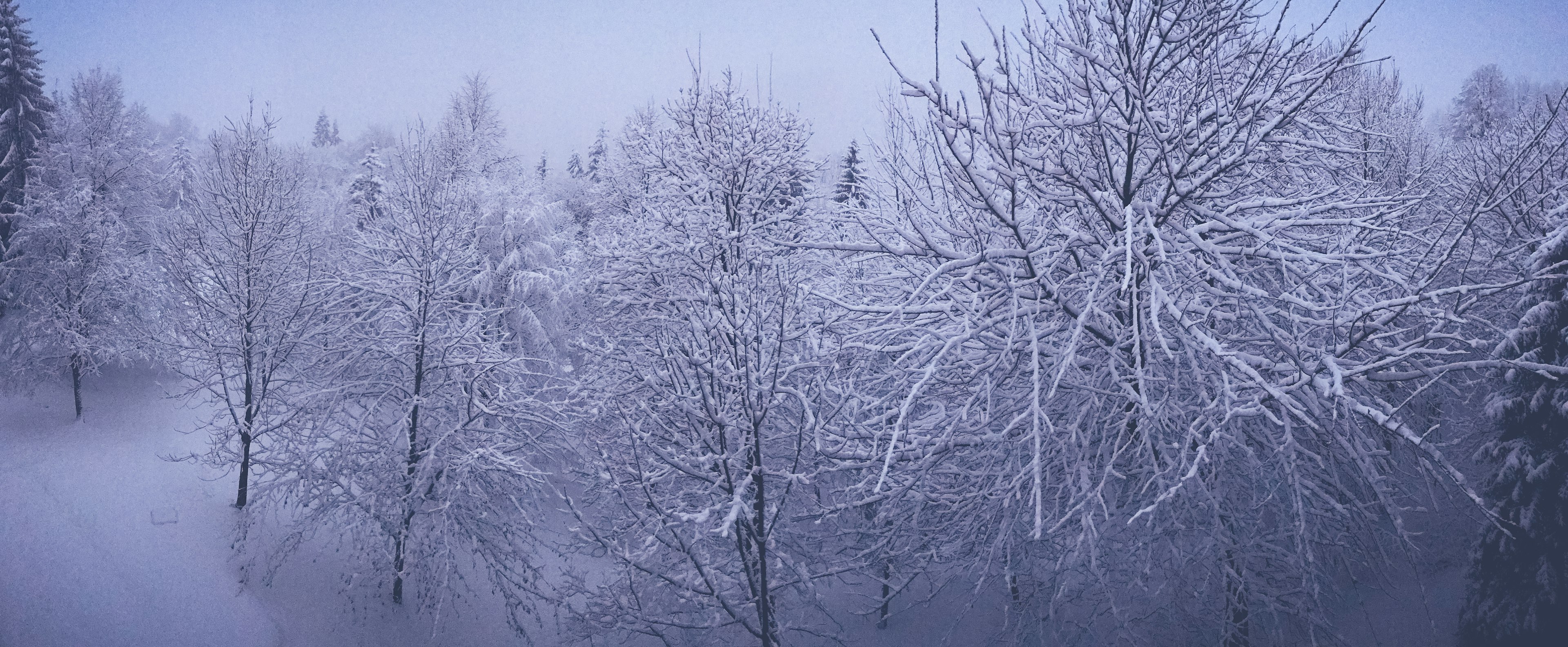 安静的冬季景观，树木被雪覆盖