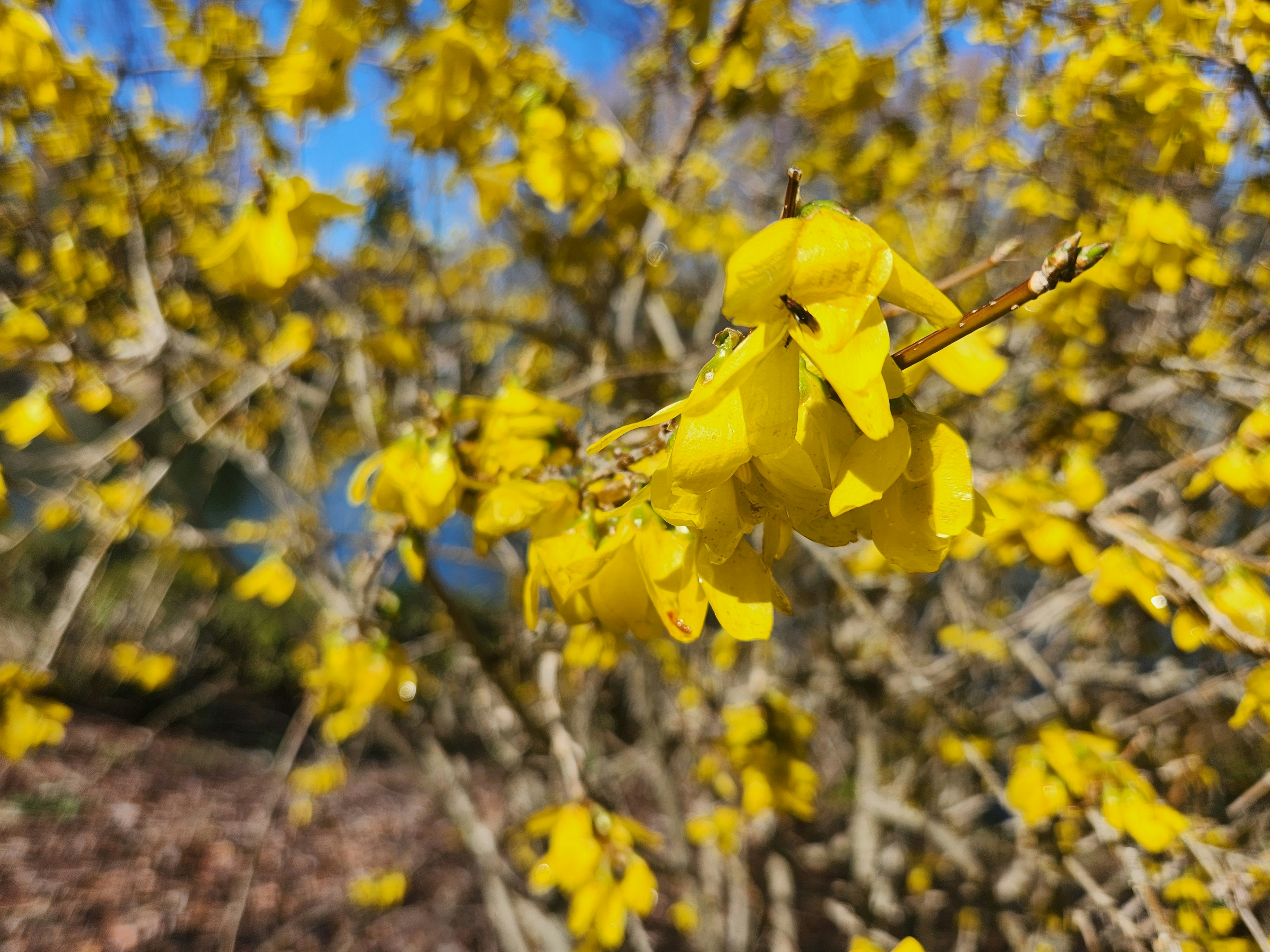 Close-up of a tree with bright yellow flowers against a blue sky