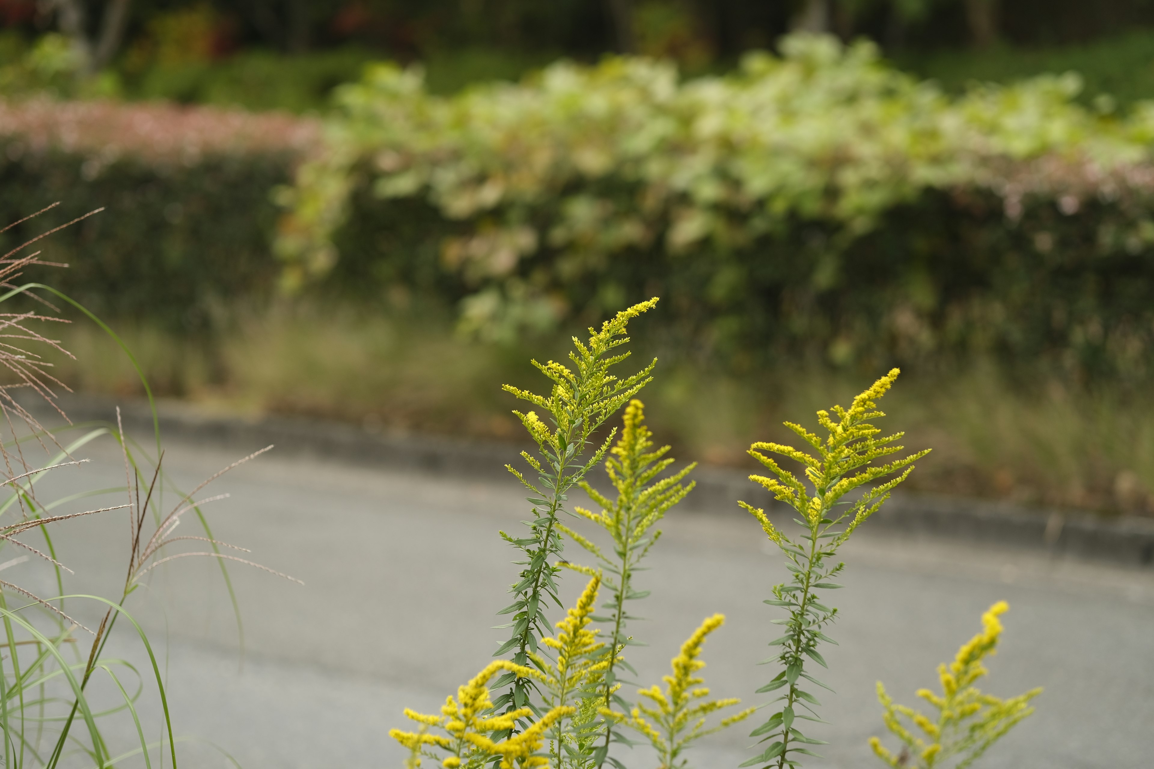 Plantas con flores amarillas al lado de una carretera con un fondo verde