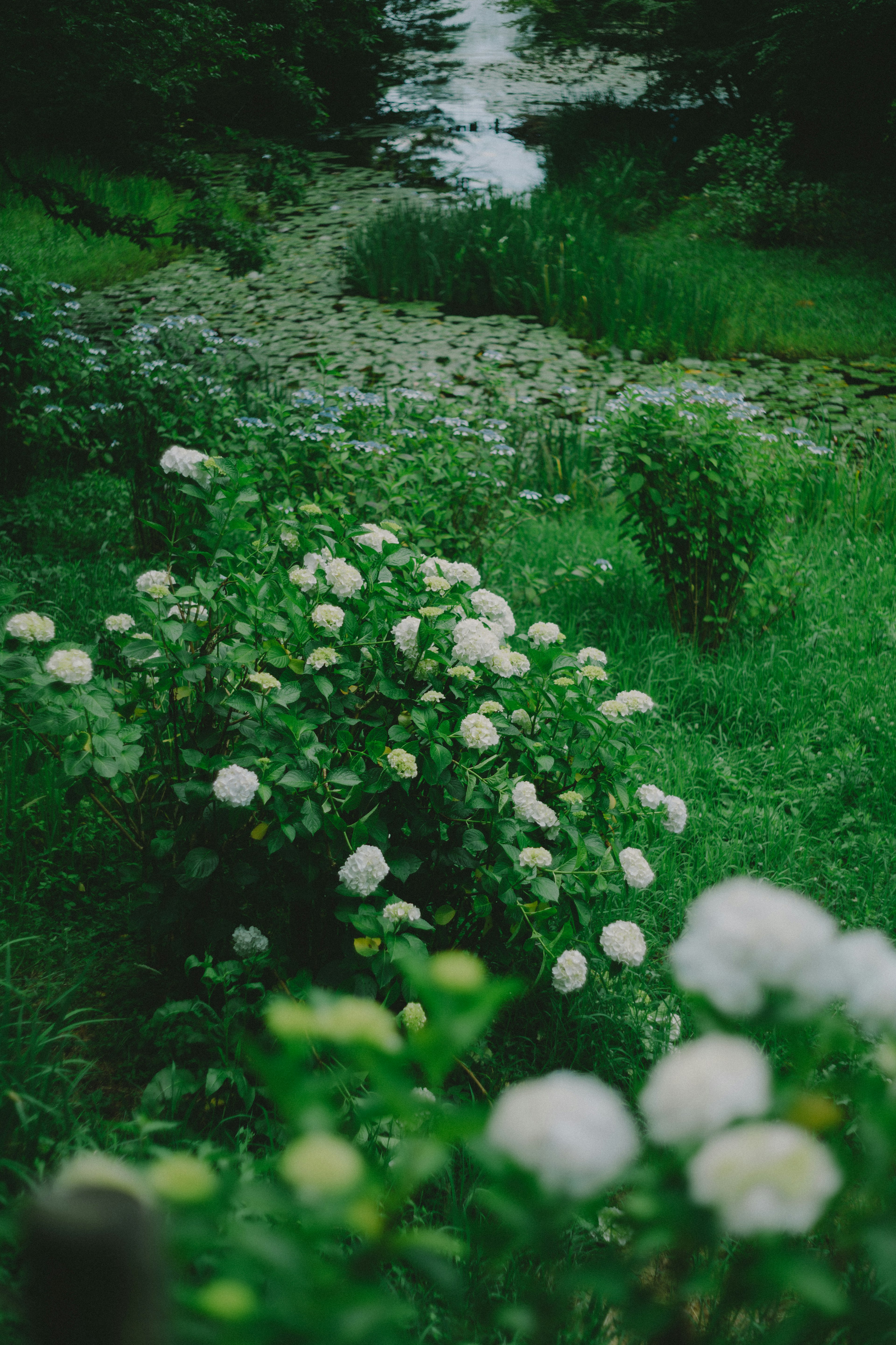 Üppiger grüner Garten mit weißen Blumen und einem kleinen Bach