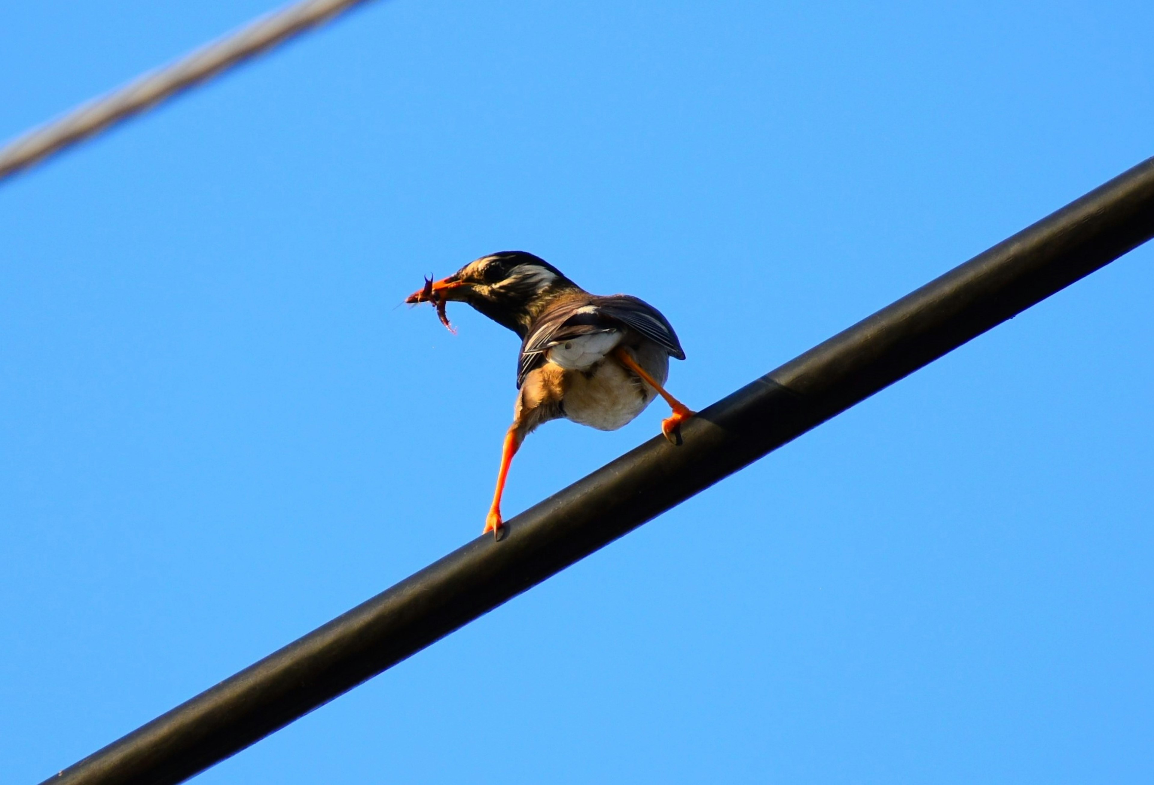 Un oiseau perché sur un fil électrique tenant un insecte sous un ciel bleu