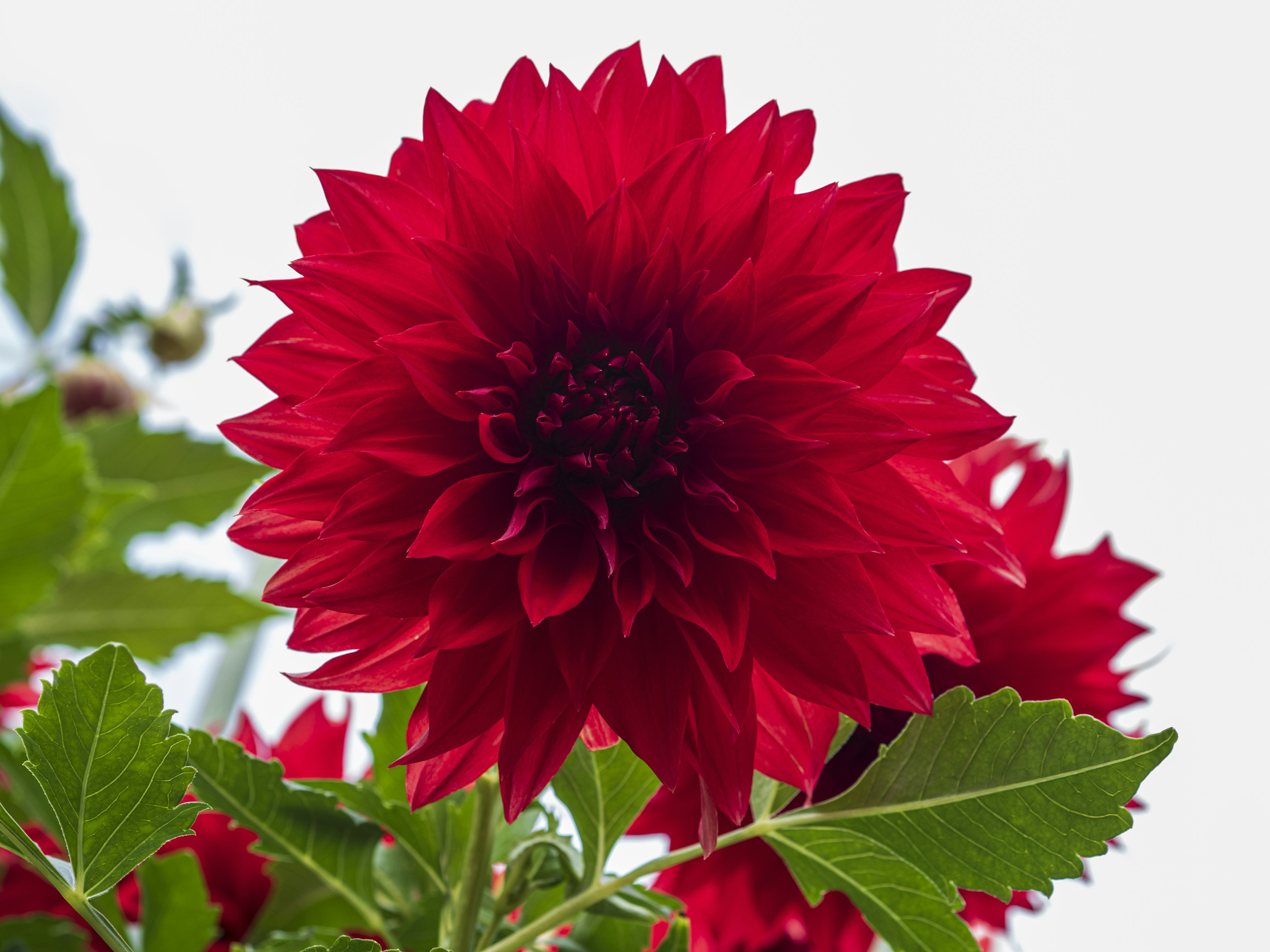 Bunga dahlia merah cerah mekar di bawah langit biru